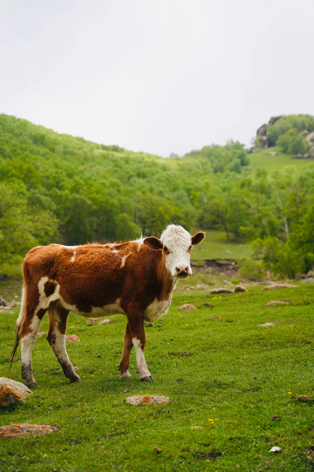 北京出发赤峰大青山两天一晚
