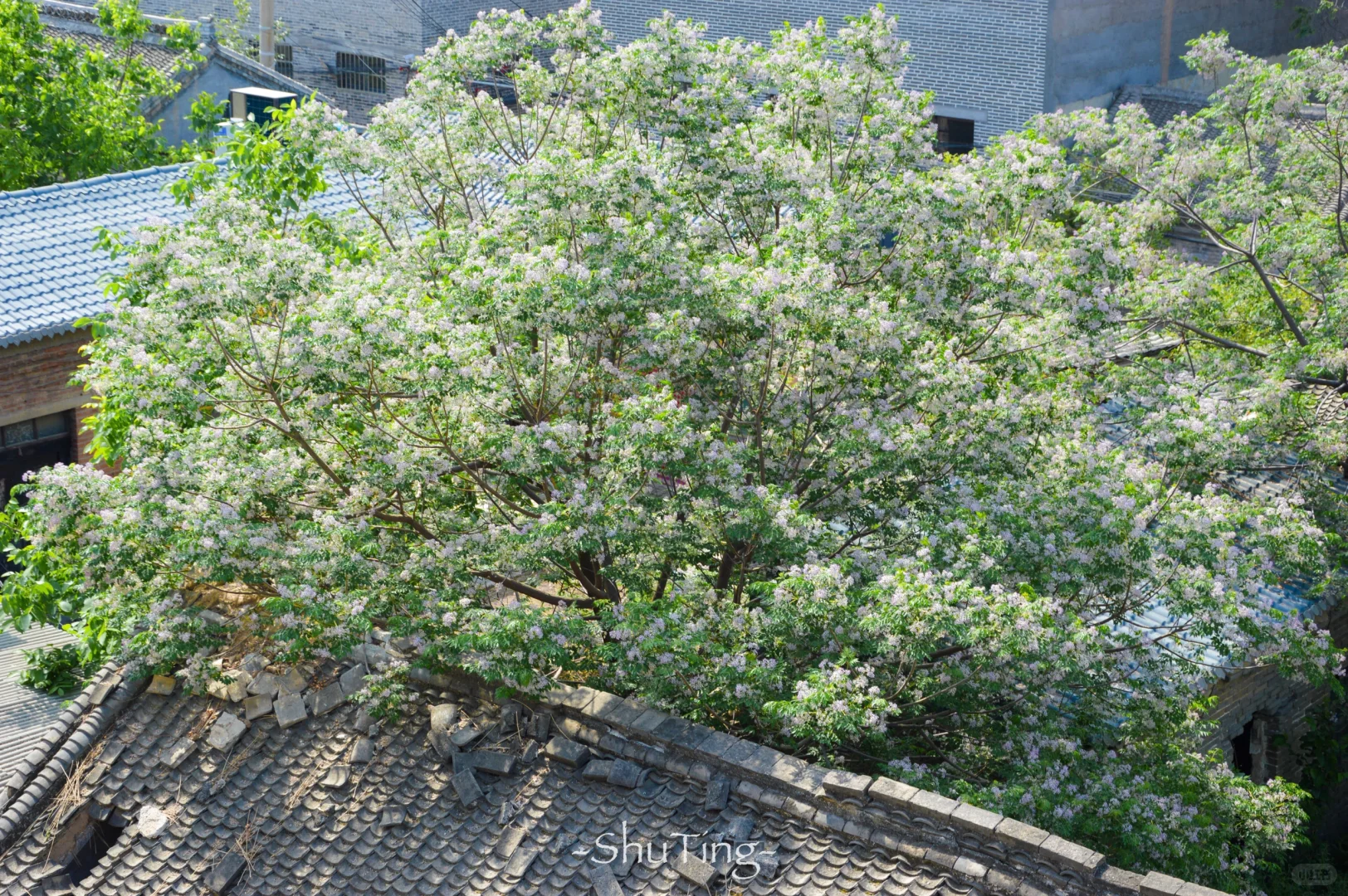 总要去趟邯郸广府古城吧✨超全攻略都在这啦