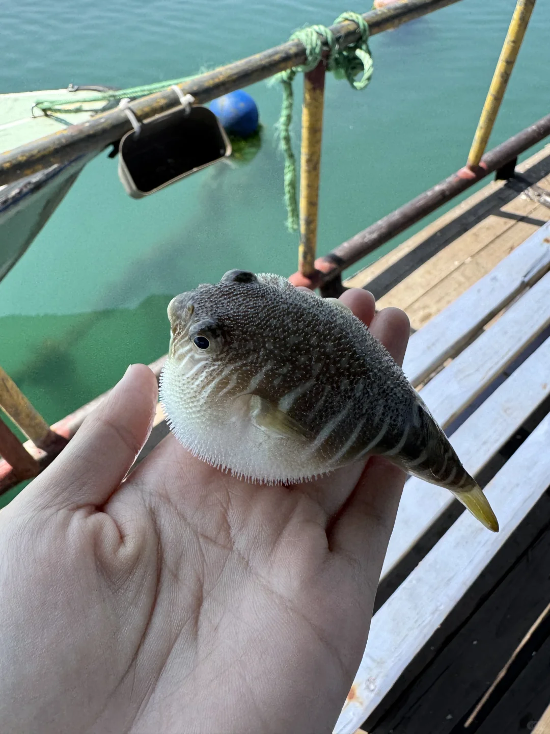 平潭，狗都不…