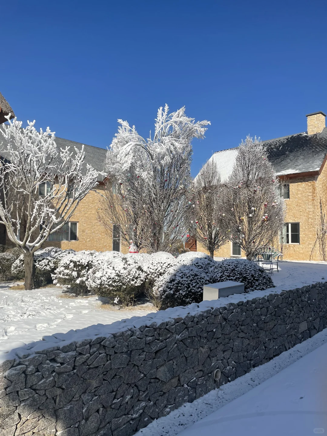 雪落山东，醉东风藏着的冰雪绮梦！