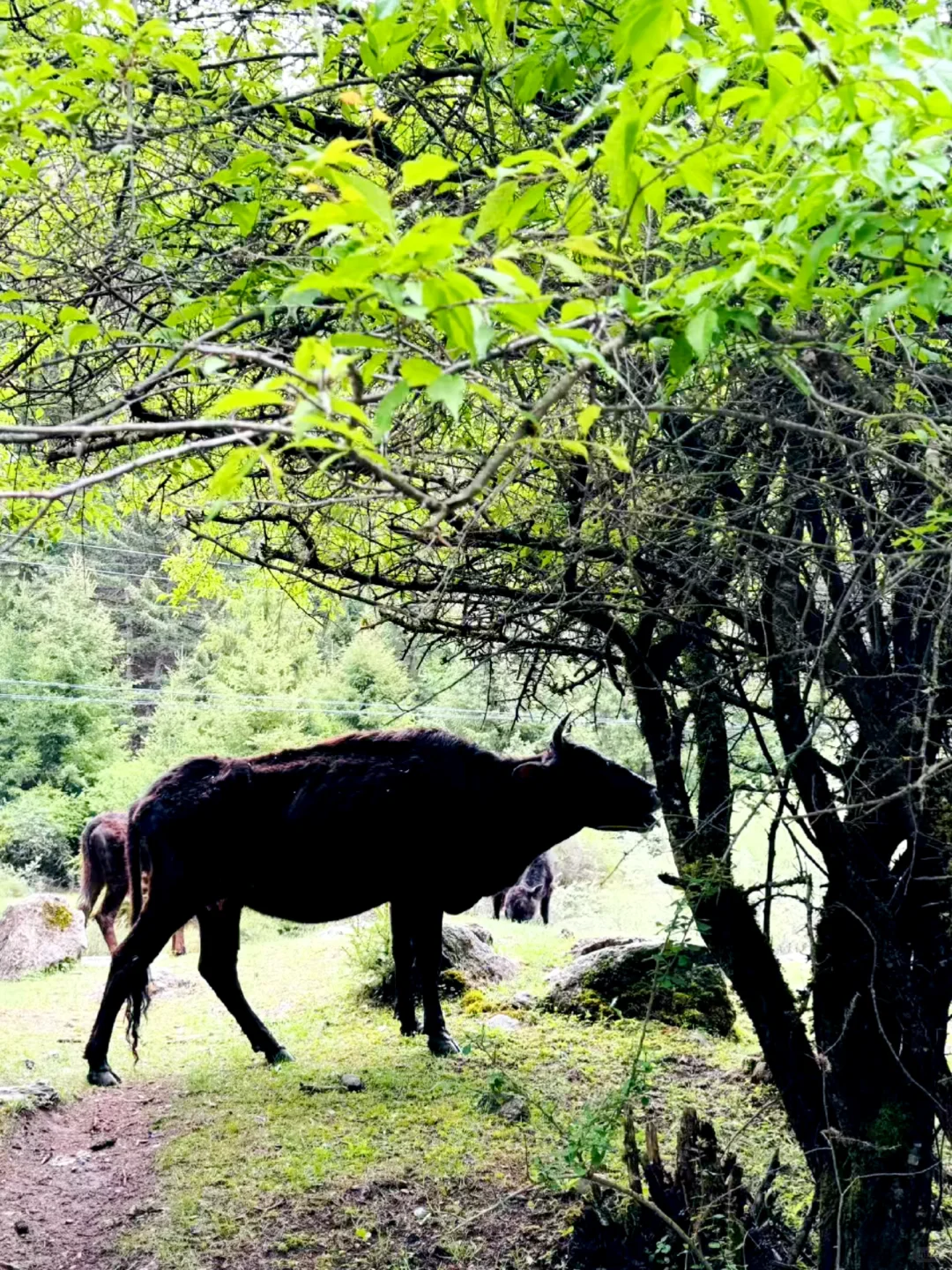 甘南3日游天花板‼️遇到神仙领队小胡