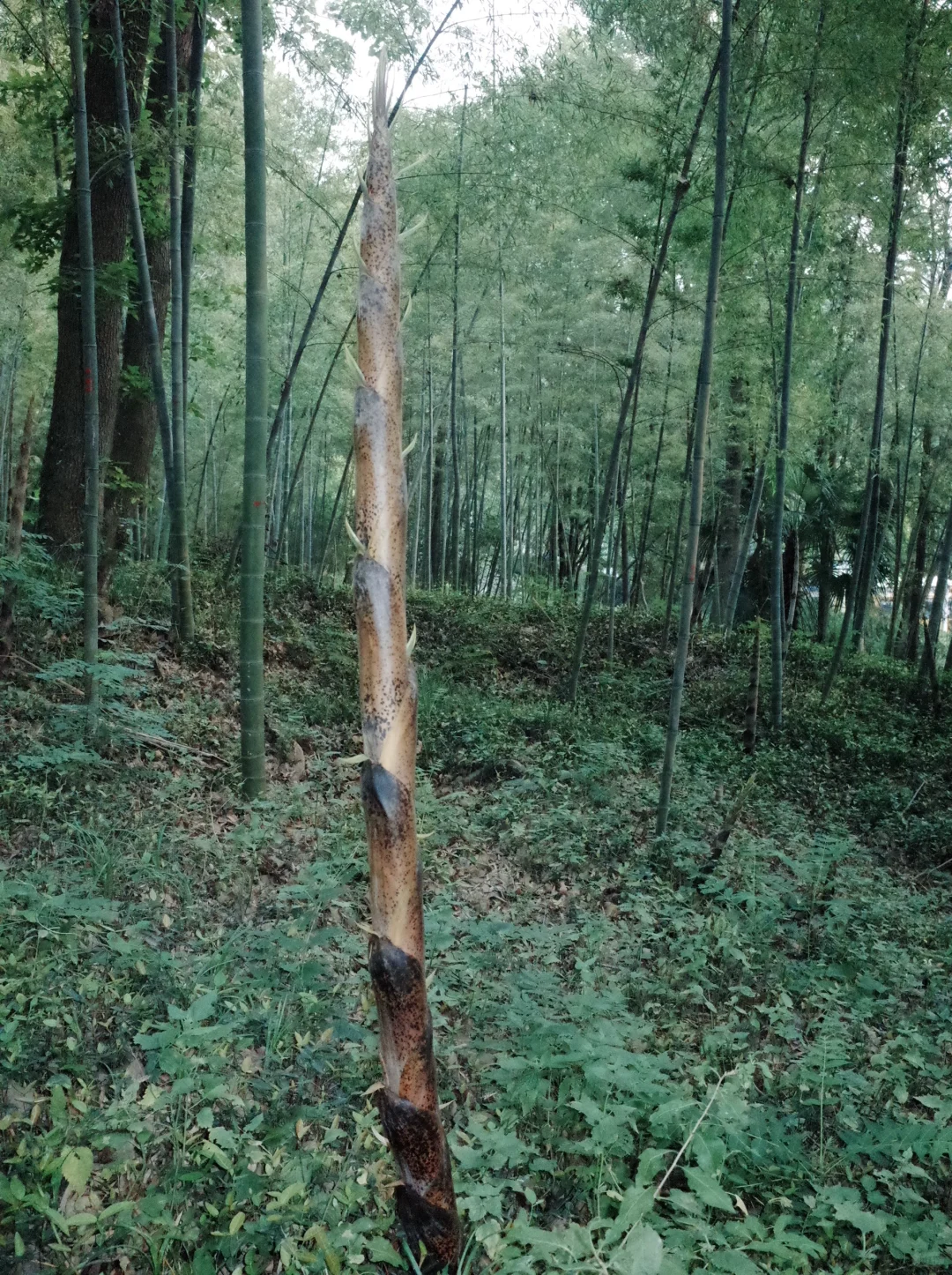 南京最喜欢的地方（之一