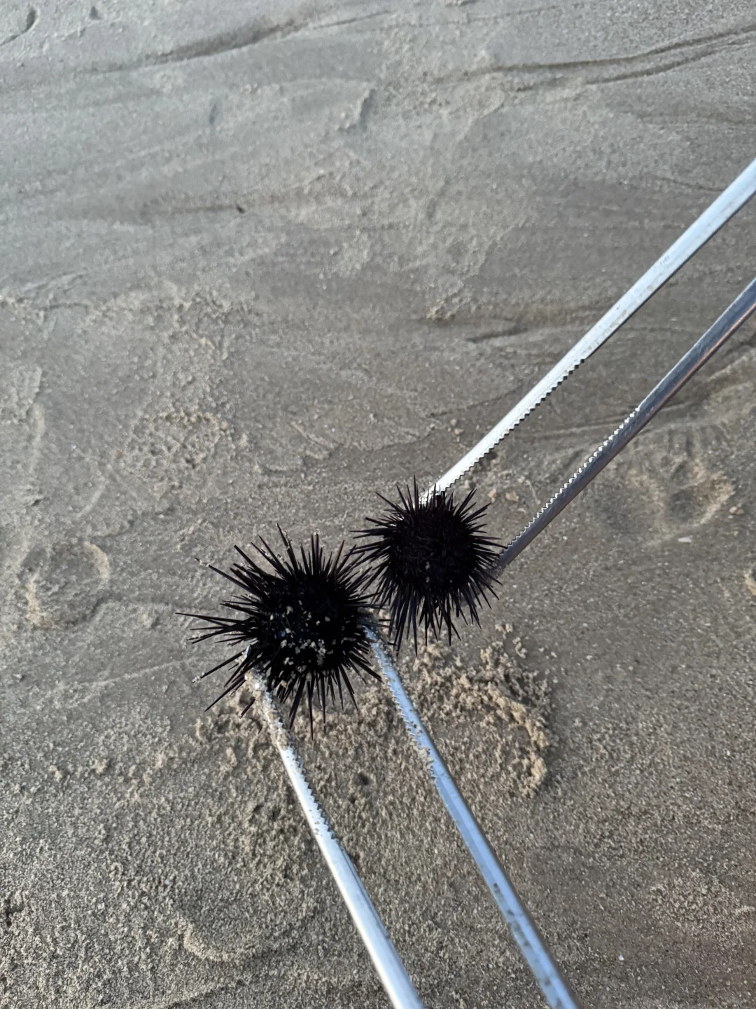 平潭，狗都不…