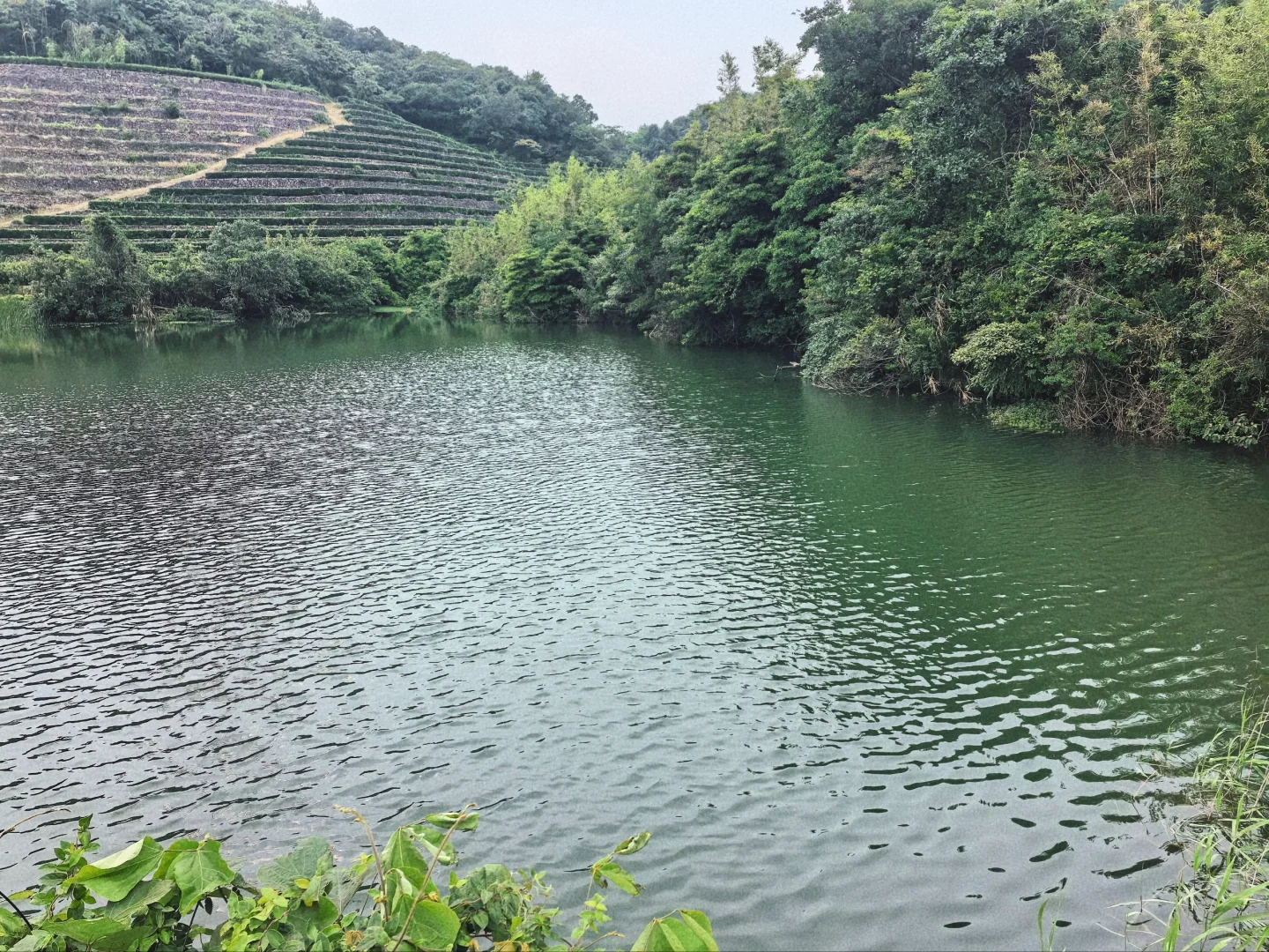 🍃宁波周末亲子徒步🌿第一站 福泉茶山