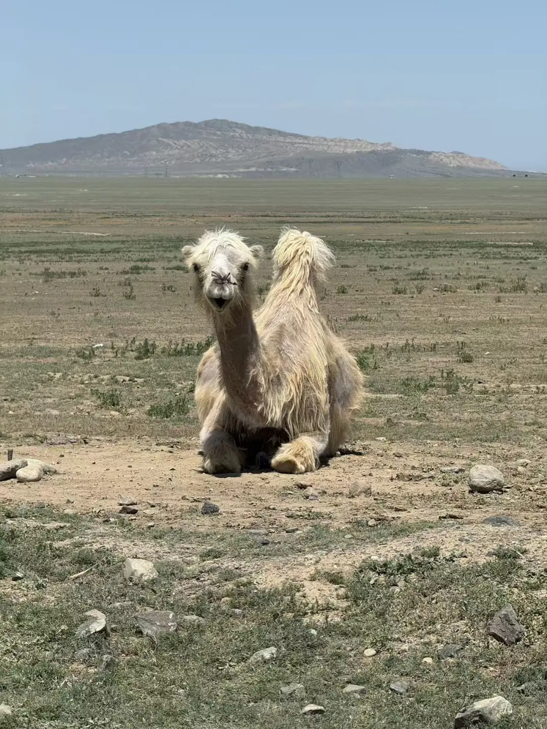 女生一人勇闯新疆旅游已回