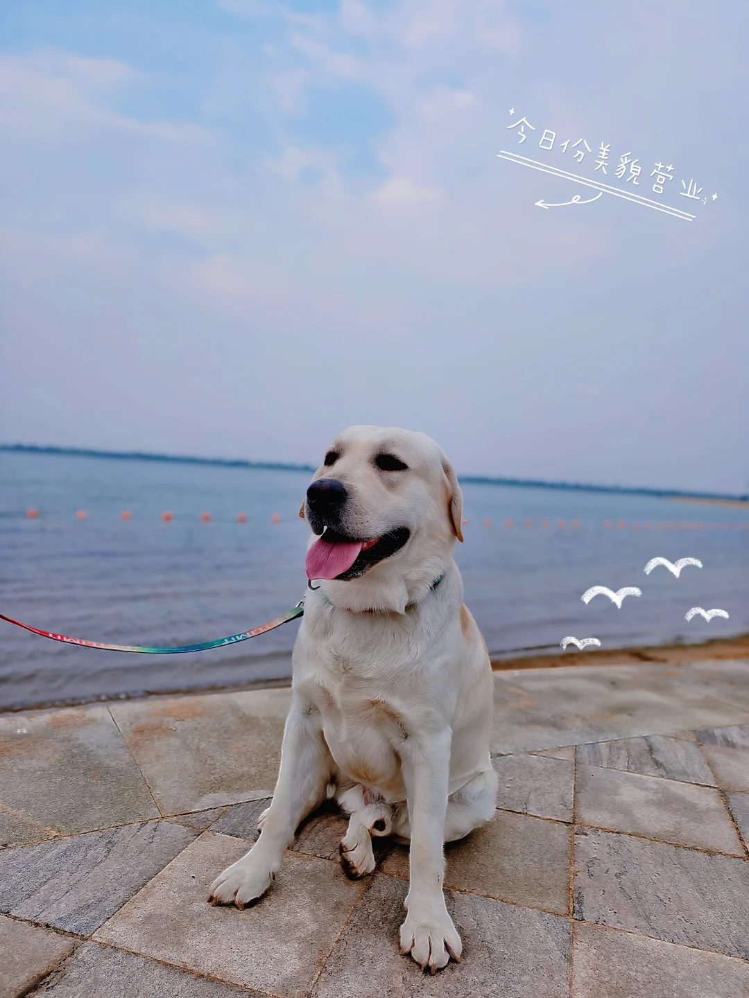 带小狗看海🌊