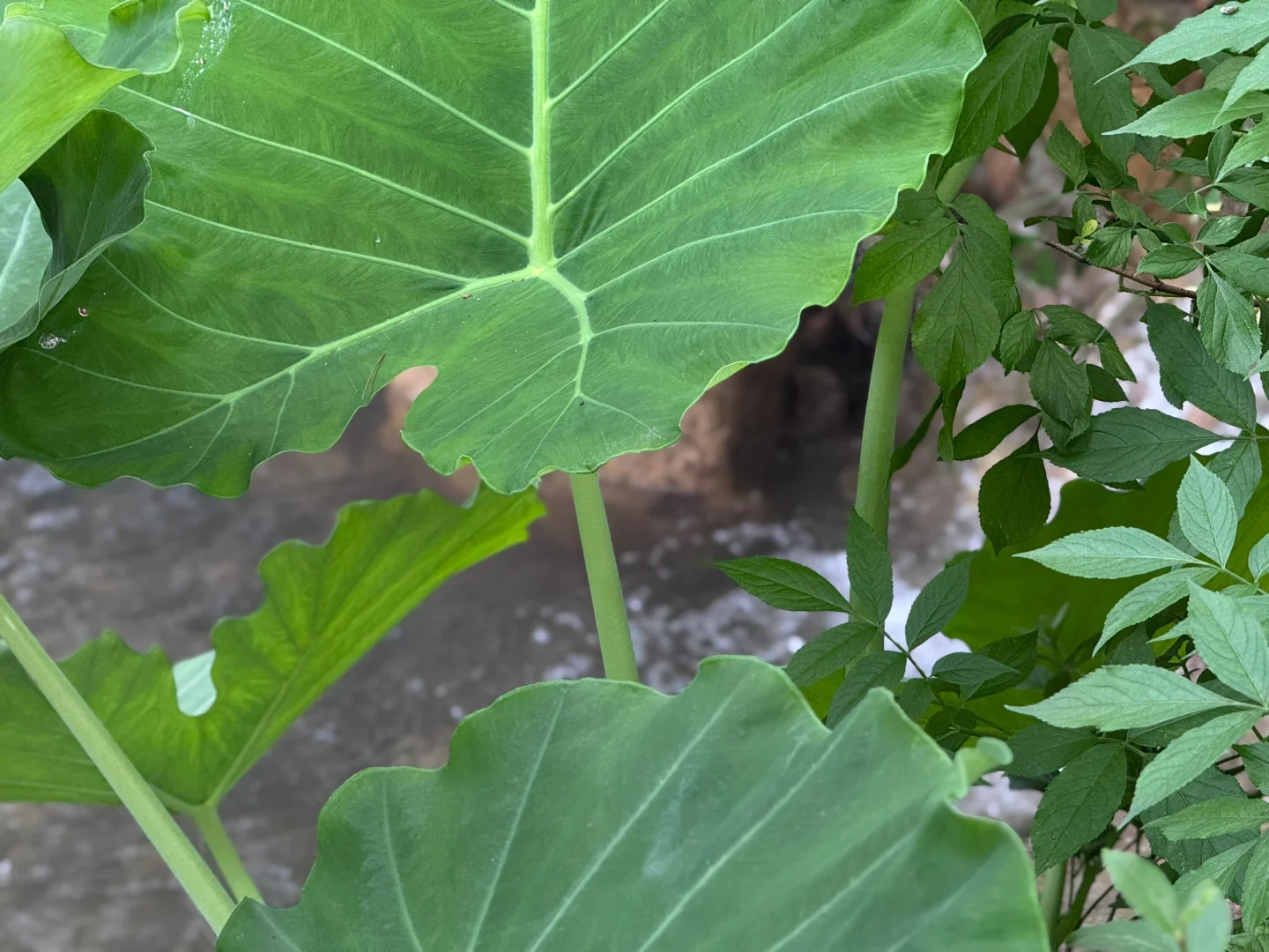 把这条推给所有千岛湖本地人