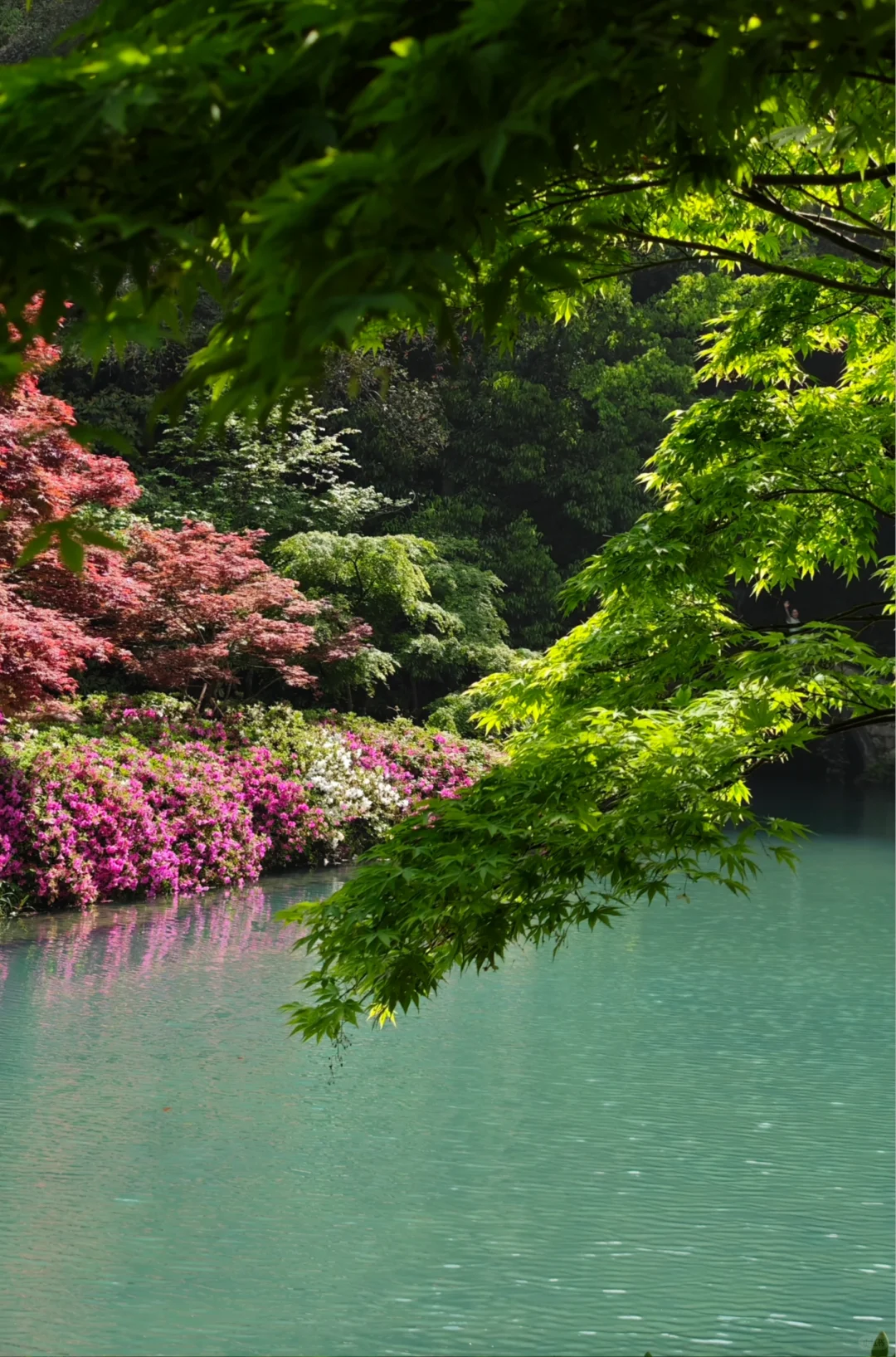 杭州｜五月份的杭州美出了天际