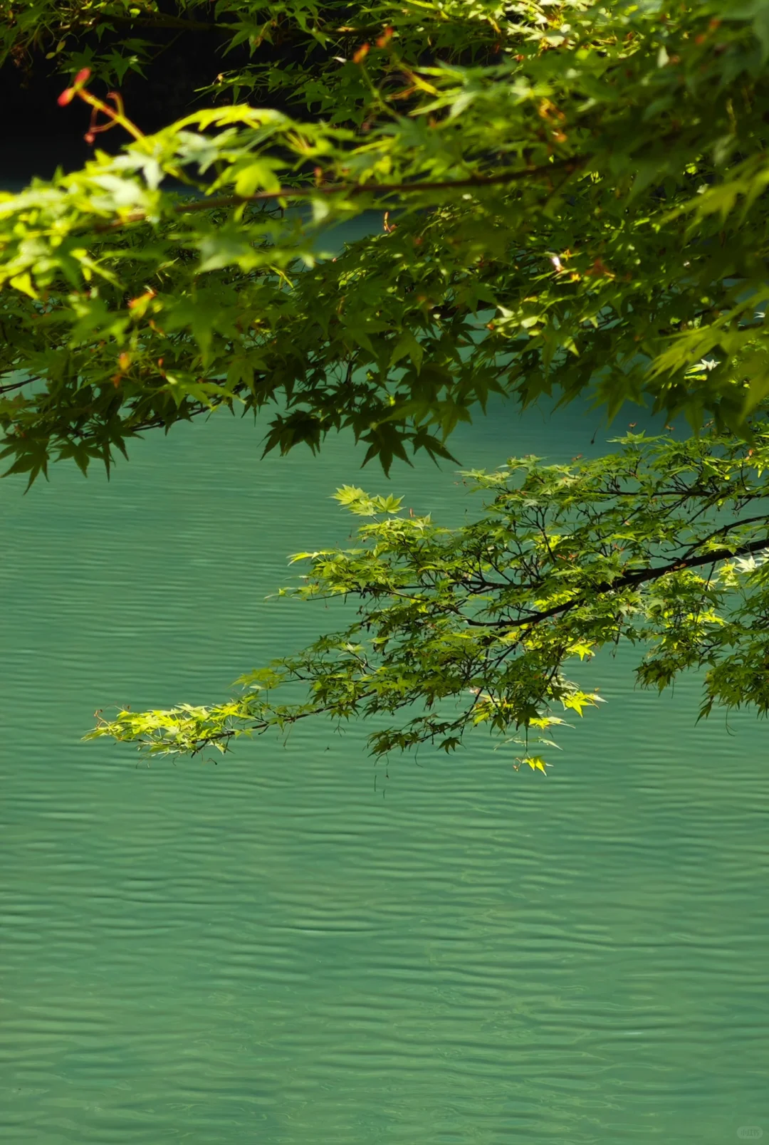 杭州｜五月份的杭州美出了天际