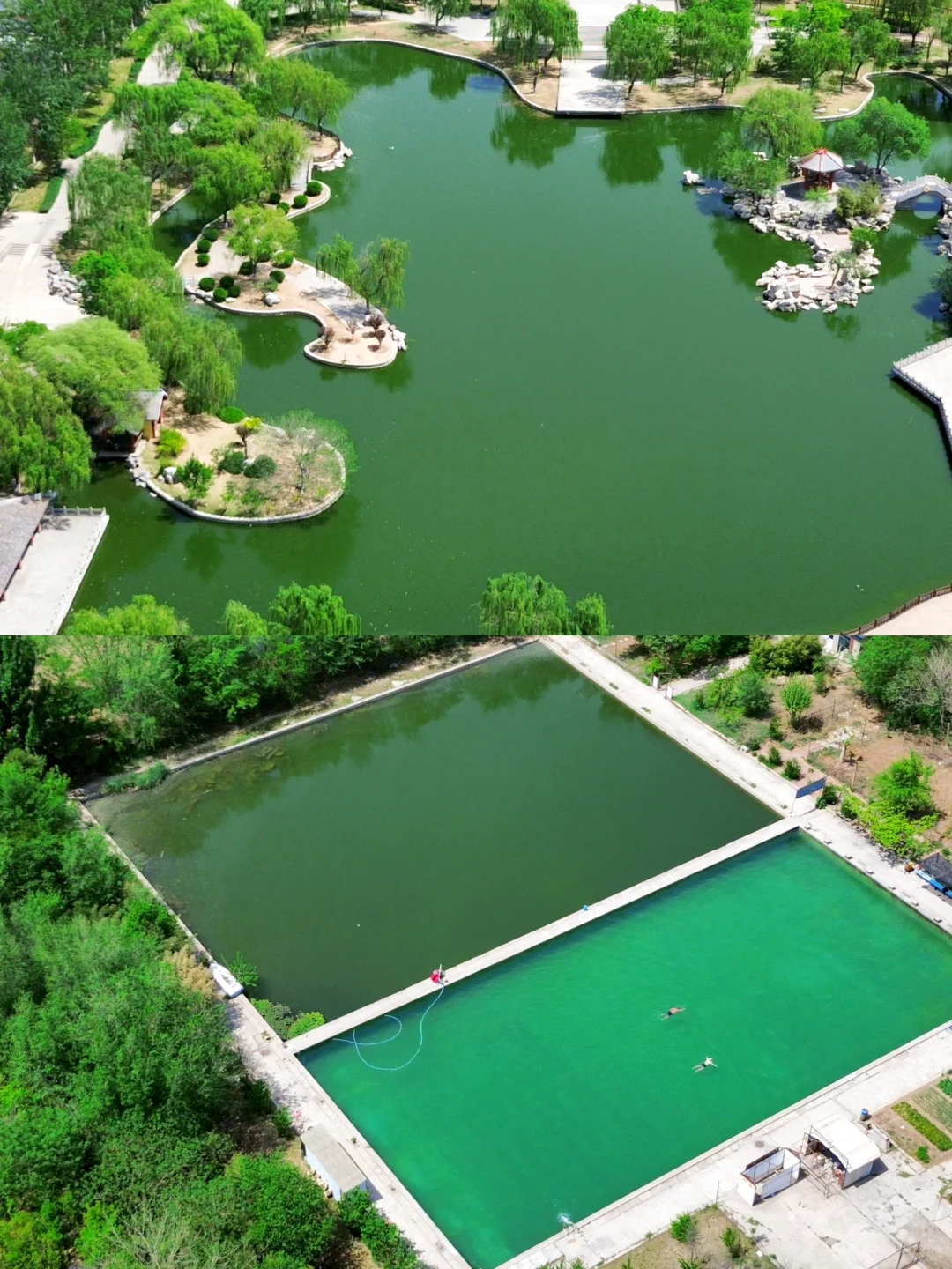 邯郸 | 赵苑公园里的海棠花开了