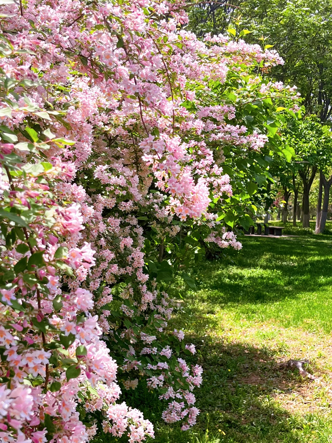 邯郸 | 赵苑公园里的海棠花开了