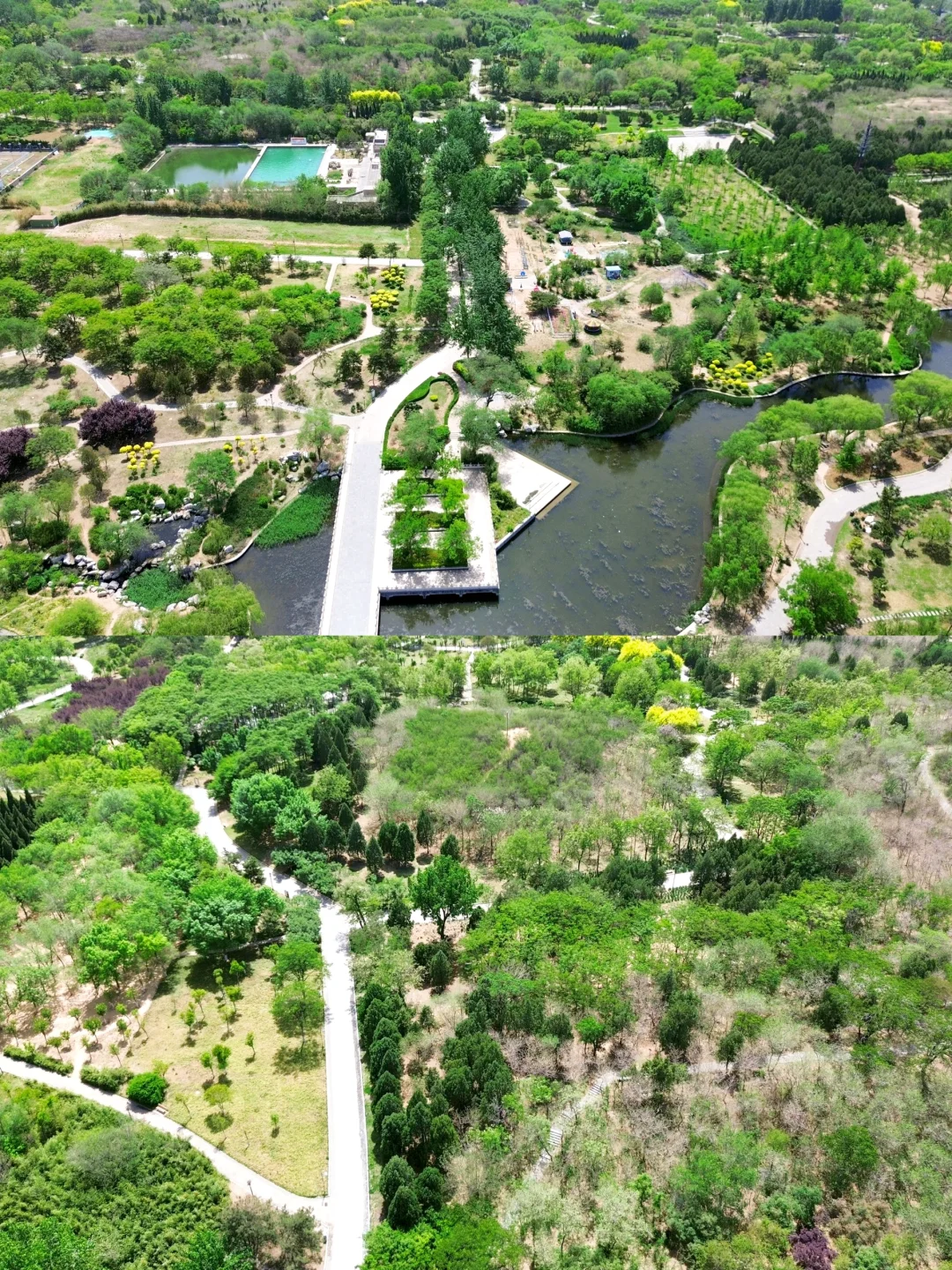 邯郸 | 赵苑公园里的海棠花开了