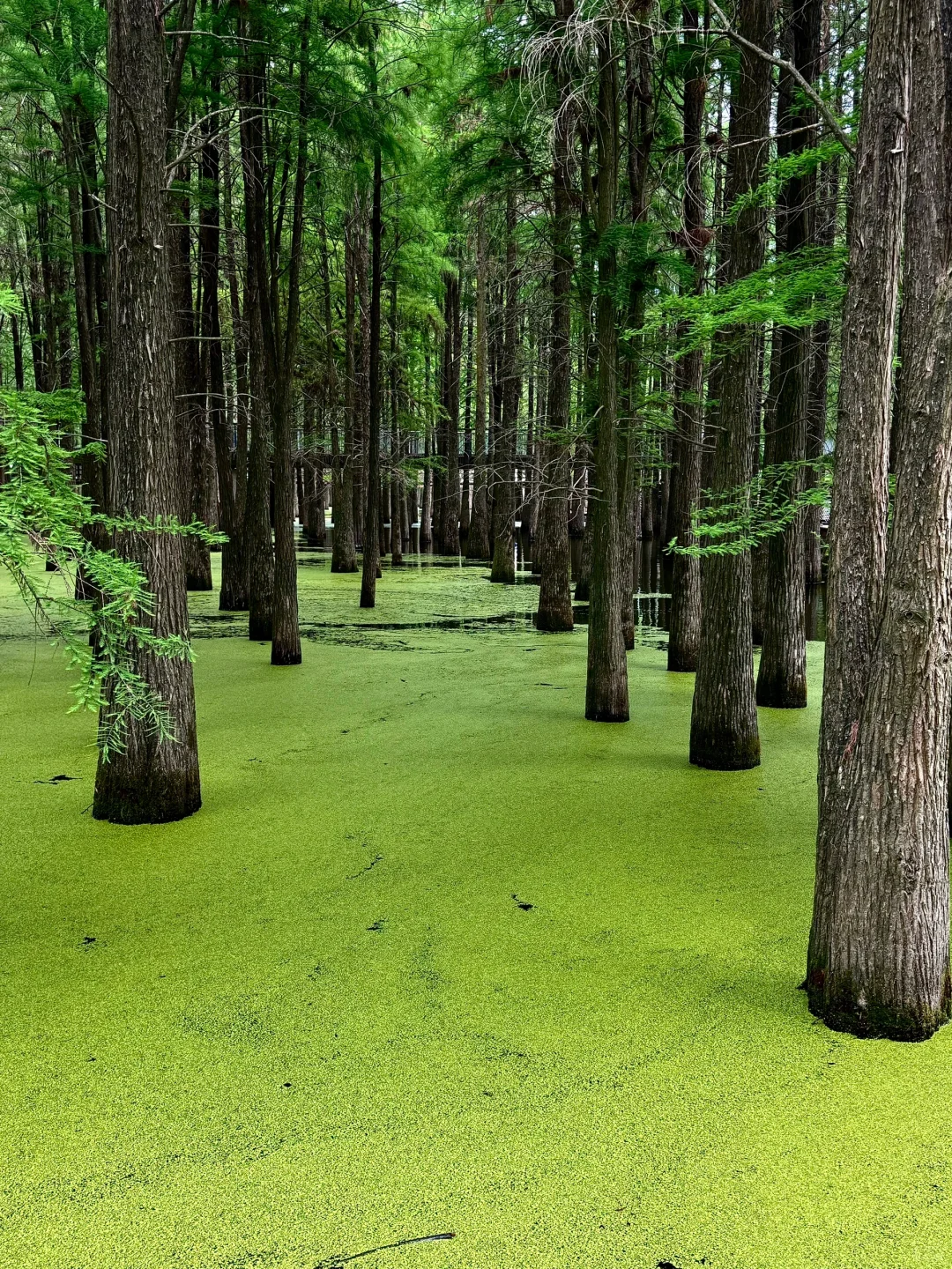 杭州青山湖真的绿啦🍃（附攻略）