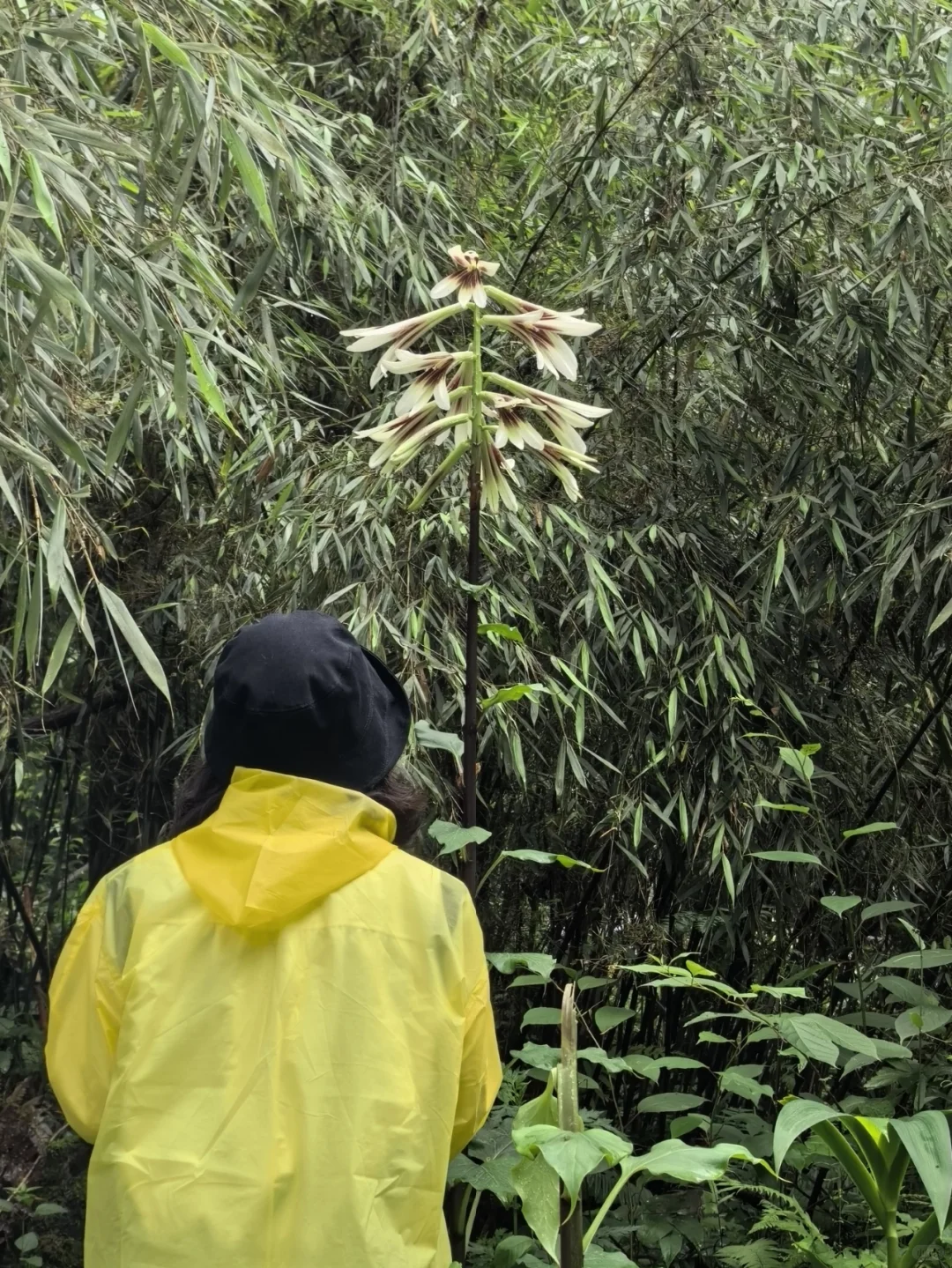大邑大飞水亲子游—风中摇曳的百合花