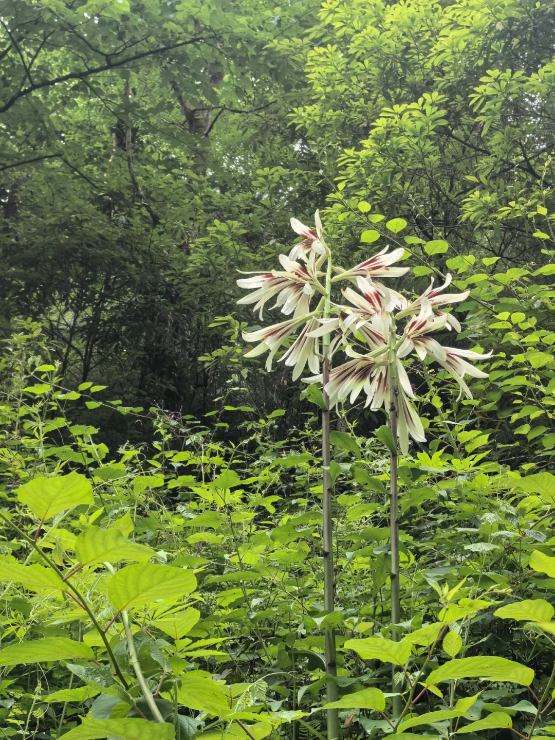 大邑大飞水亲子游—风中摇曳的百合花