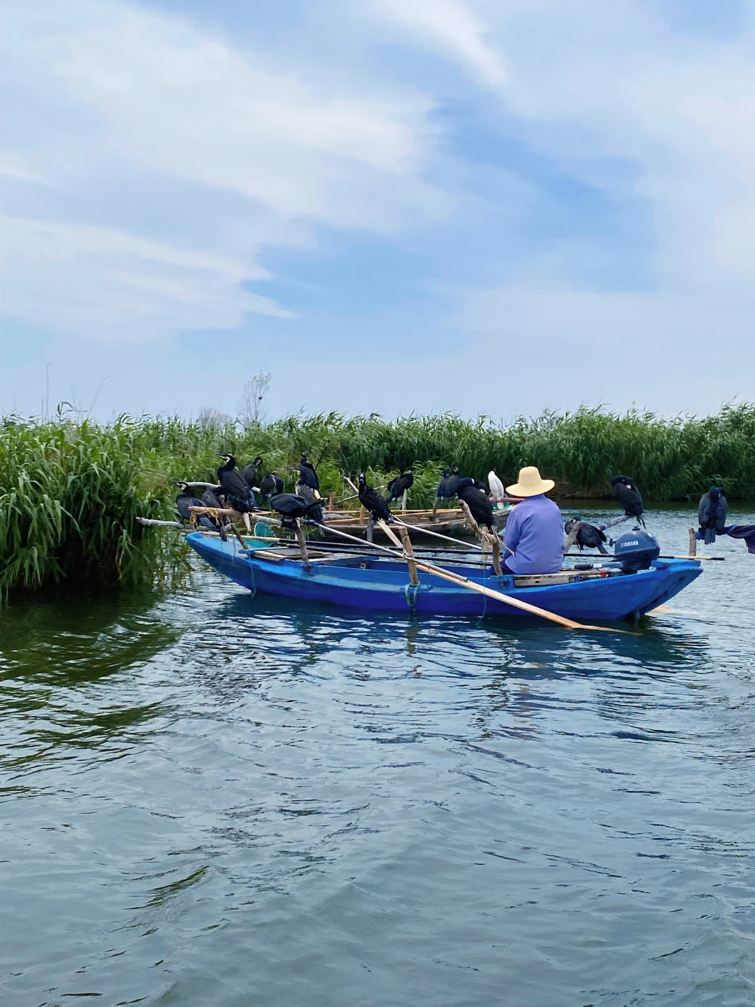 🌾【白洋淀|躲进北国的水乡诗笺里】🌤️