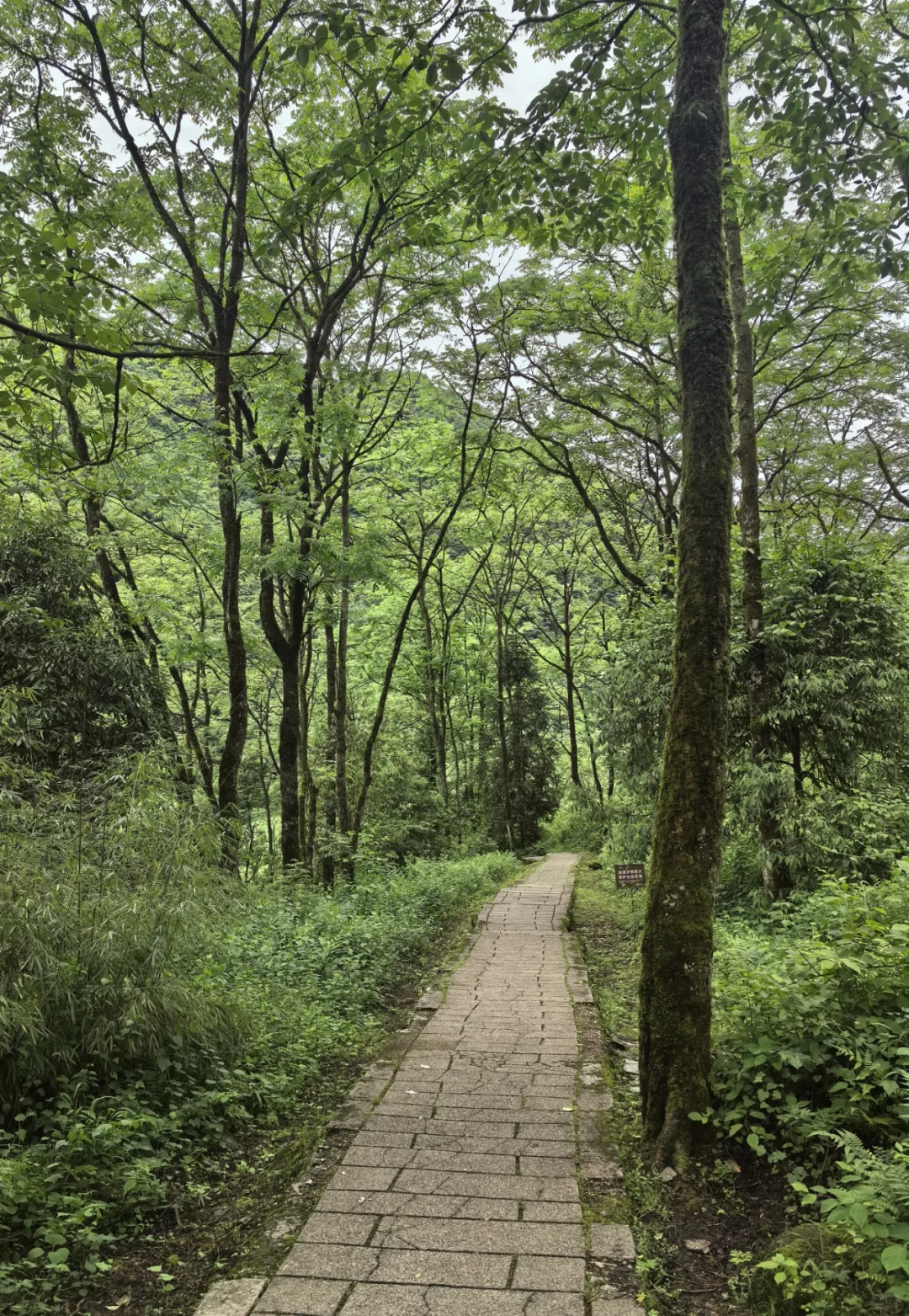 大邑大飞水亲子游—风中摇曳的百合花