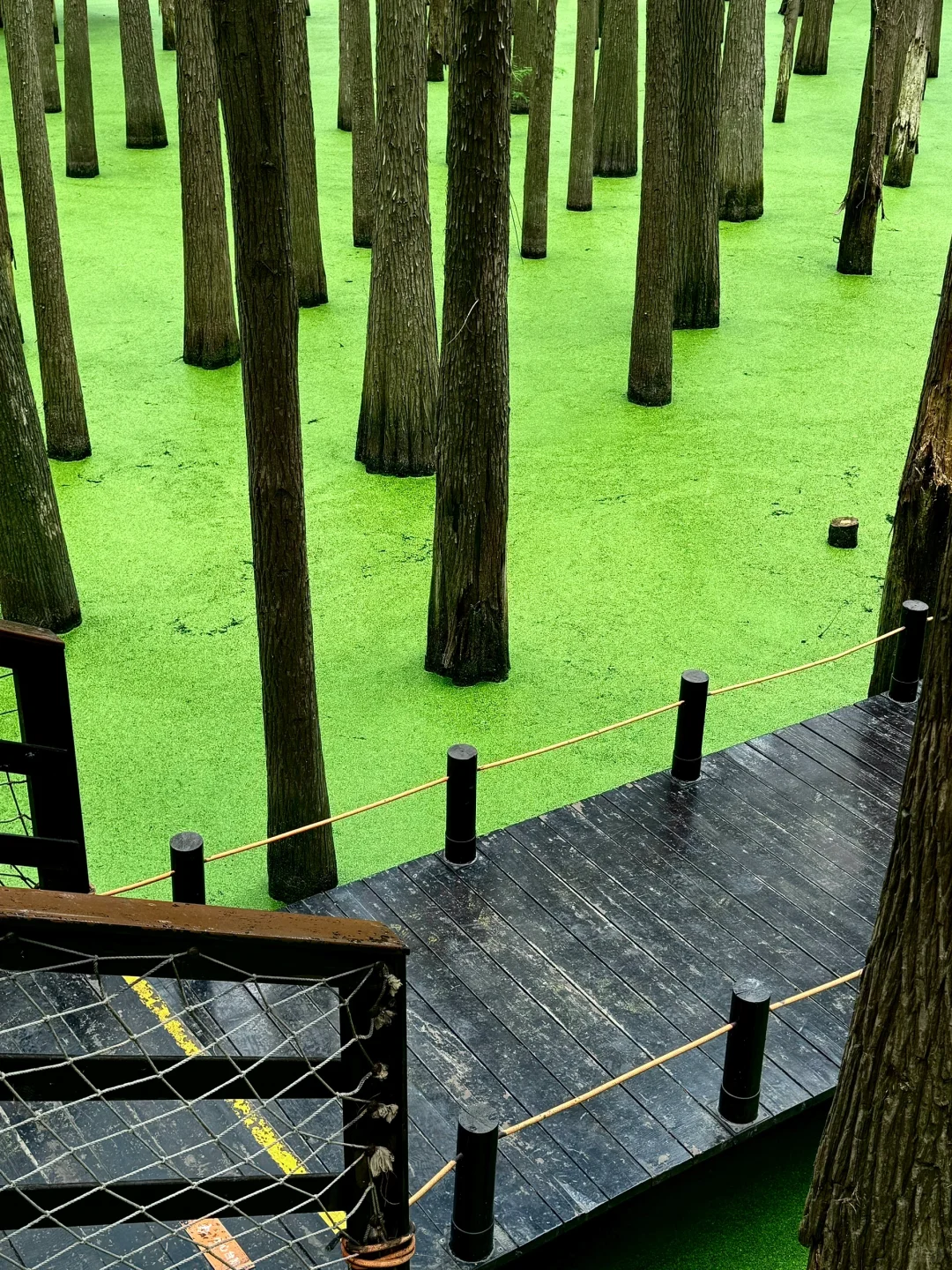 杭州青山湖真的绿啦🍃（附攻略）