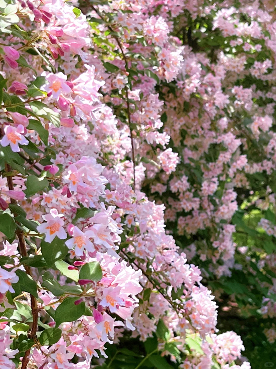 邯郸 | 赵苑公园里的海棠花开了