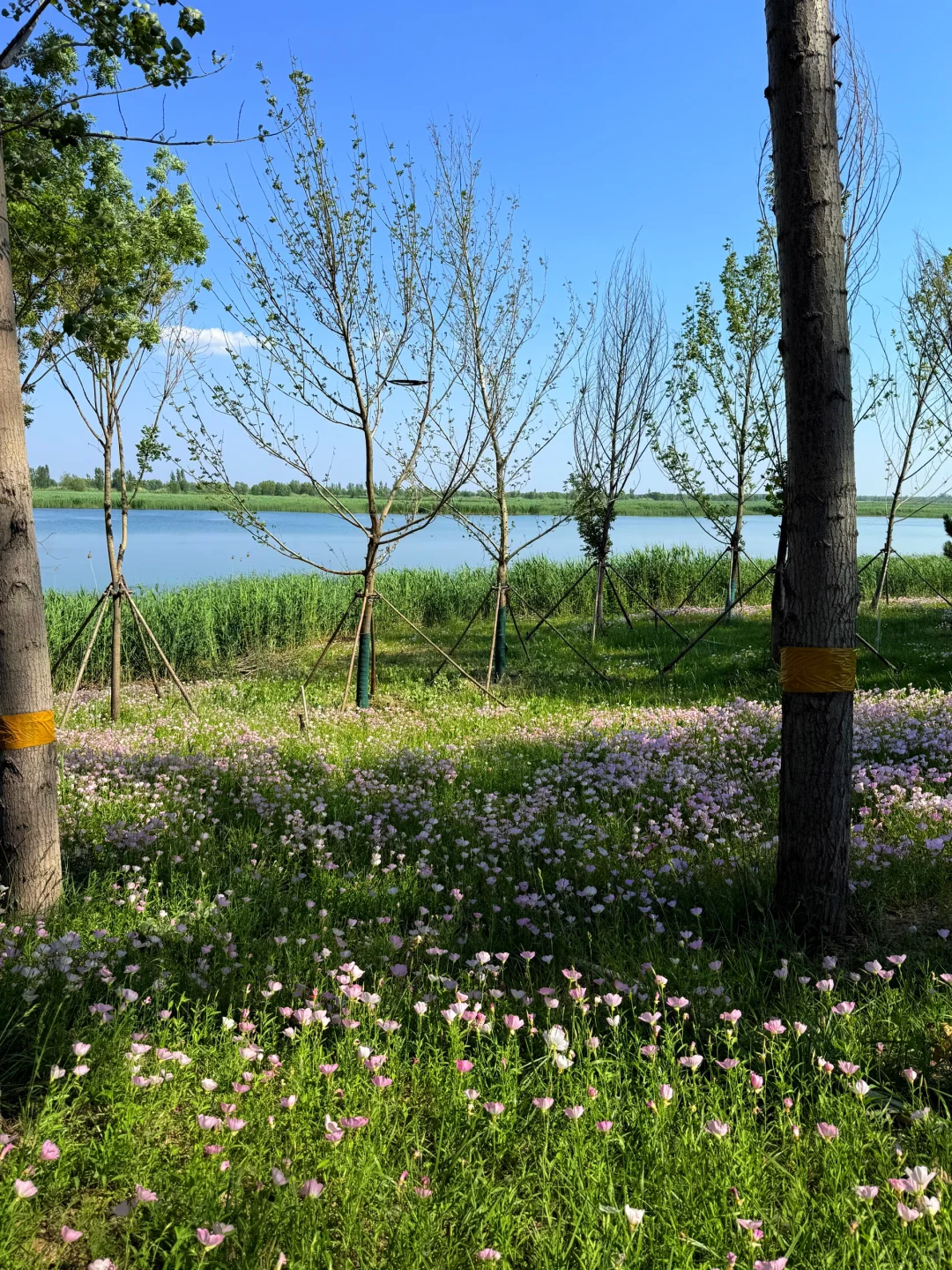 北京🚗1h|雄安白洋淀2天1夜免费景点全攻略