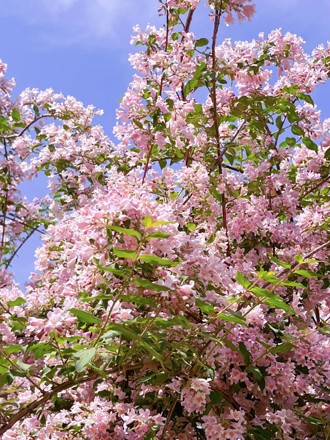 邯郸 | 赵苑公园里的海棠花开了