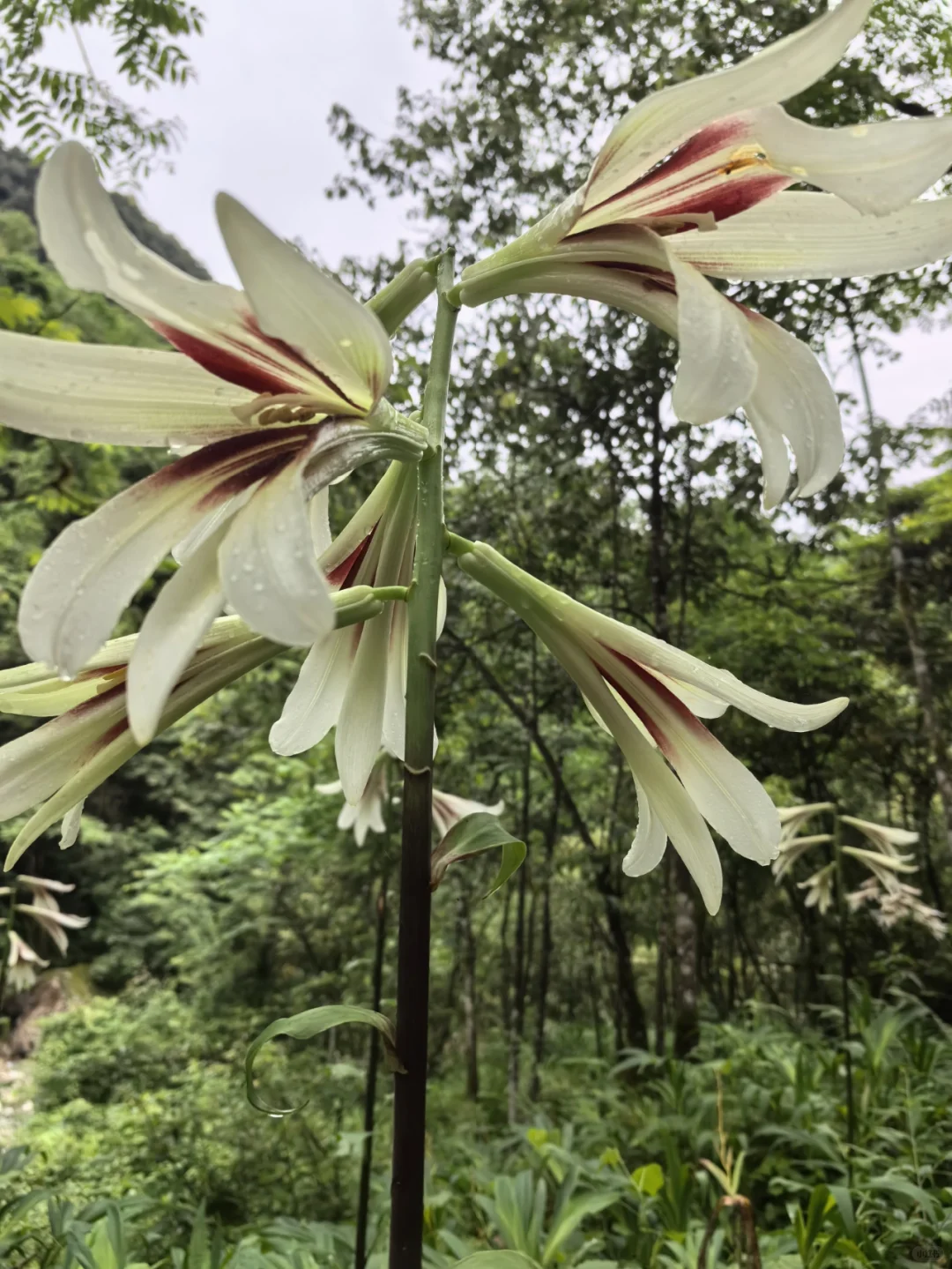 大邑大飞水亲子游—风中摇曳的百合花