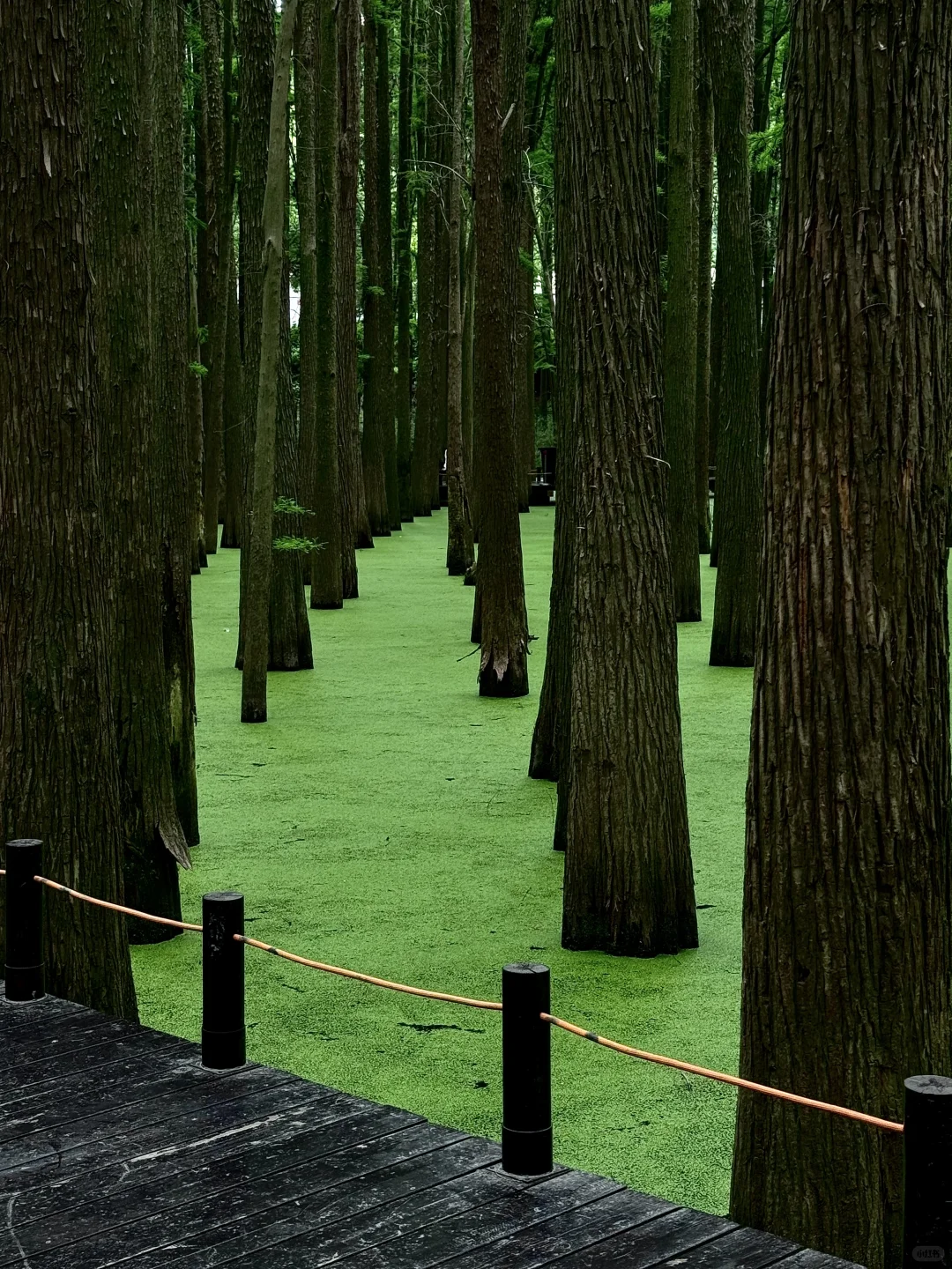 杭州青山湖真的绿啦🍃（附攻略）