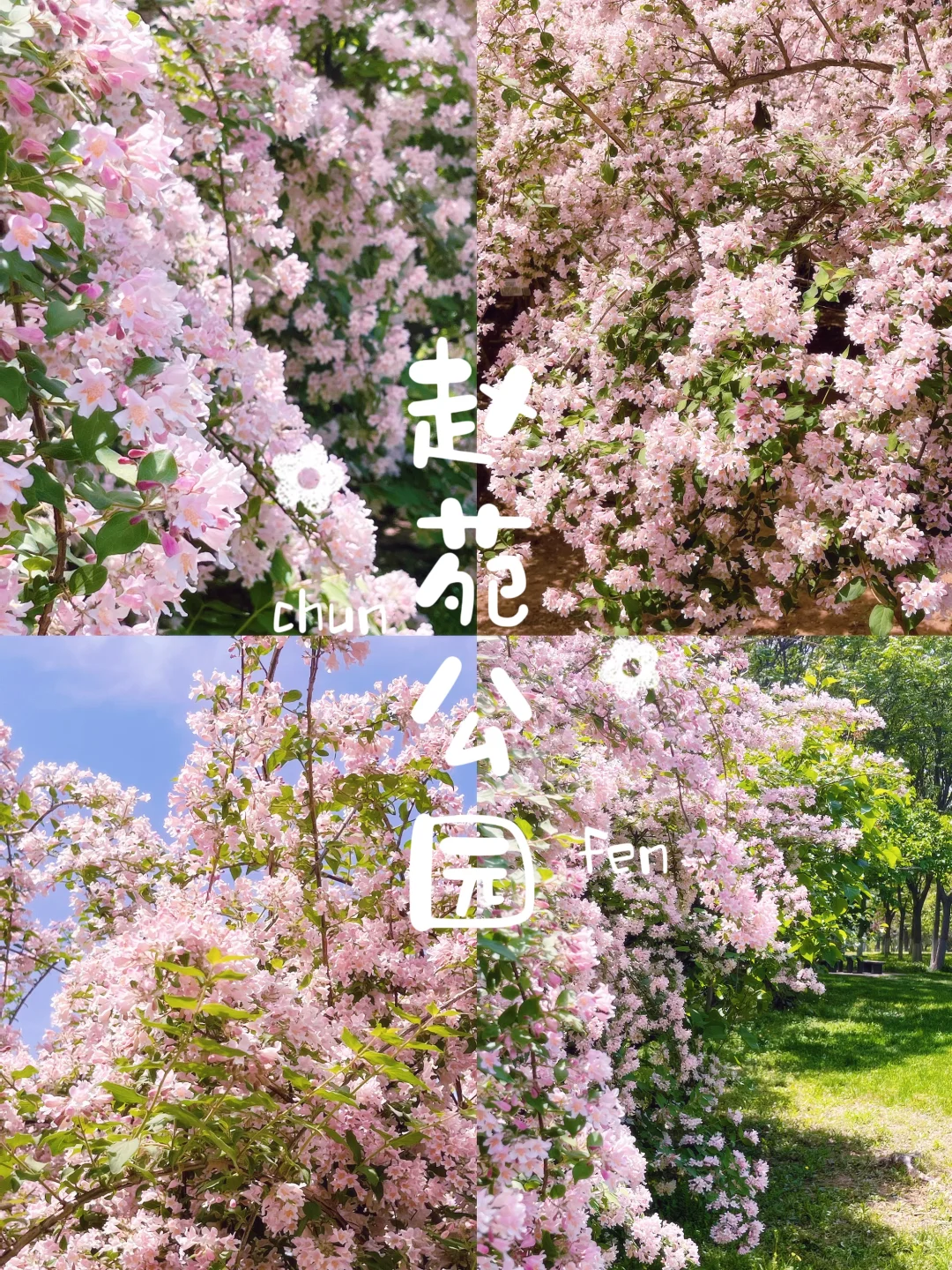 邯郸 | 赵苑公园里的海棠花开了