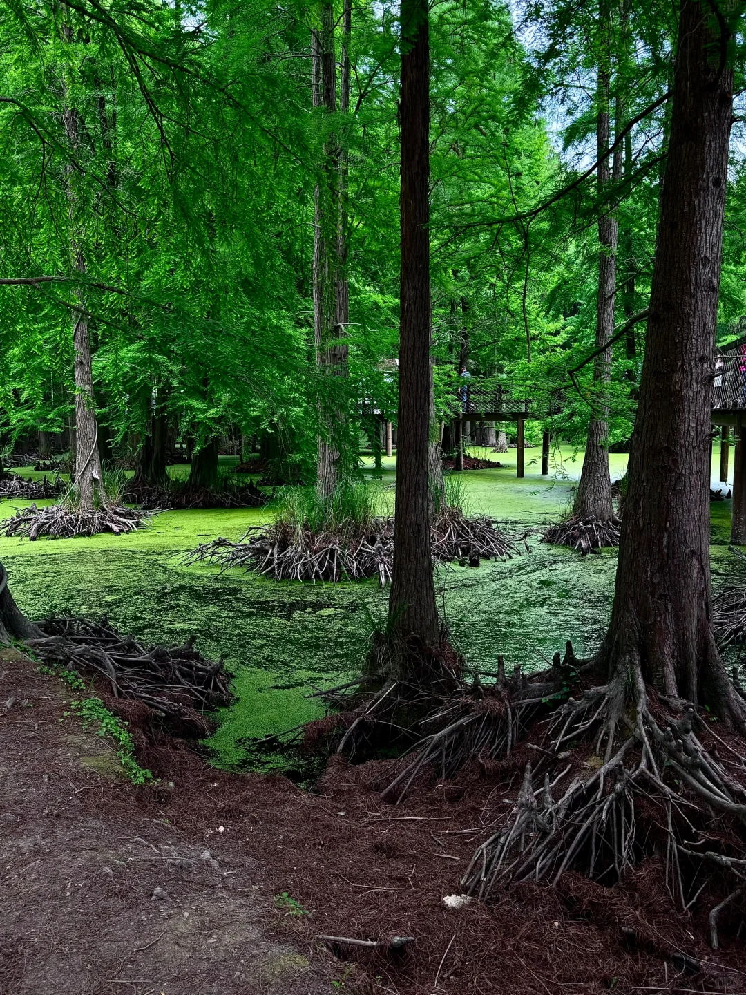 杭州青山湖真的绿啦🍃（附攻略）