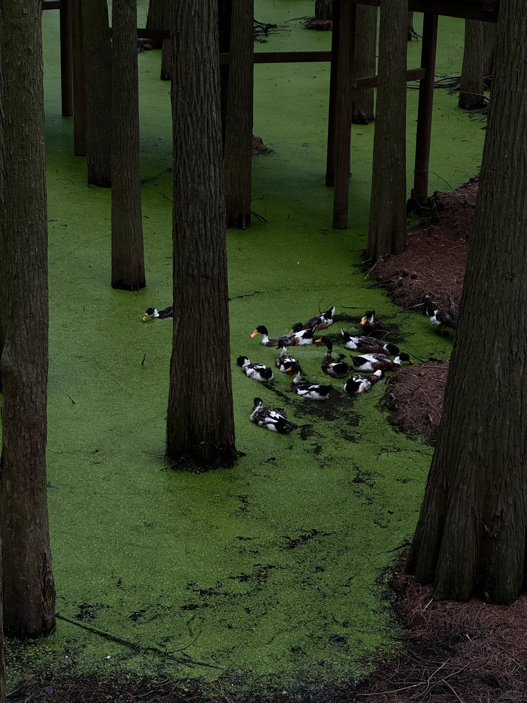 杭州青山湖真的绿啦🍃（附攻略）