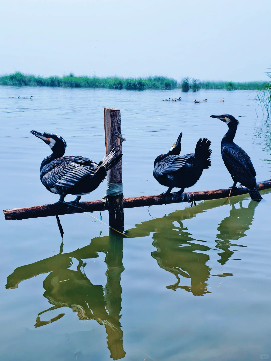 不是三亚去不起，而是京边“海”有性价比❗️
