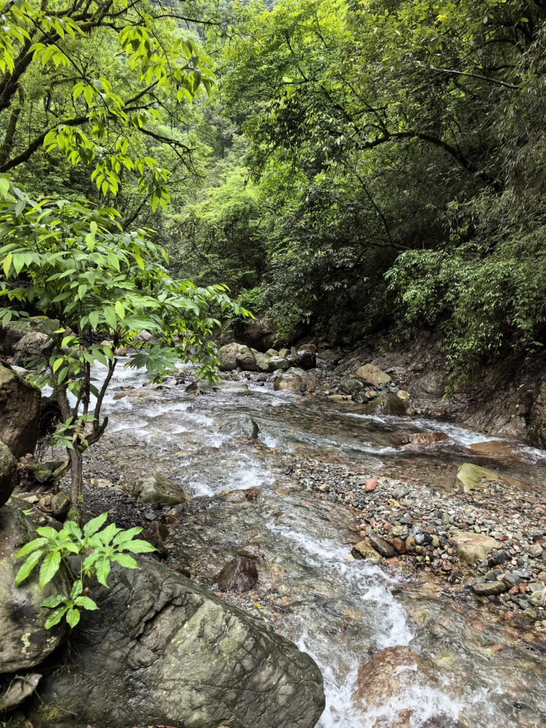 大邑大飞水亲子游—风中摇曳的百合花