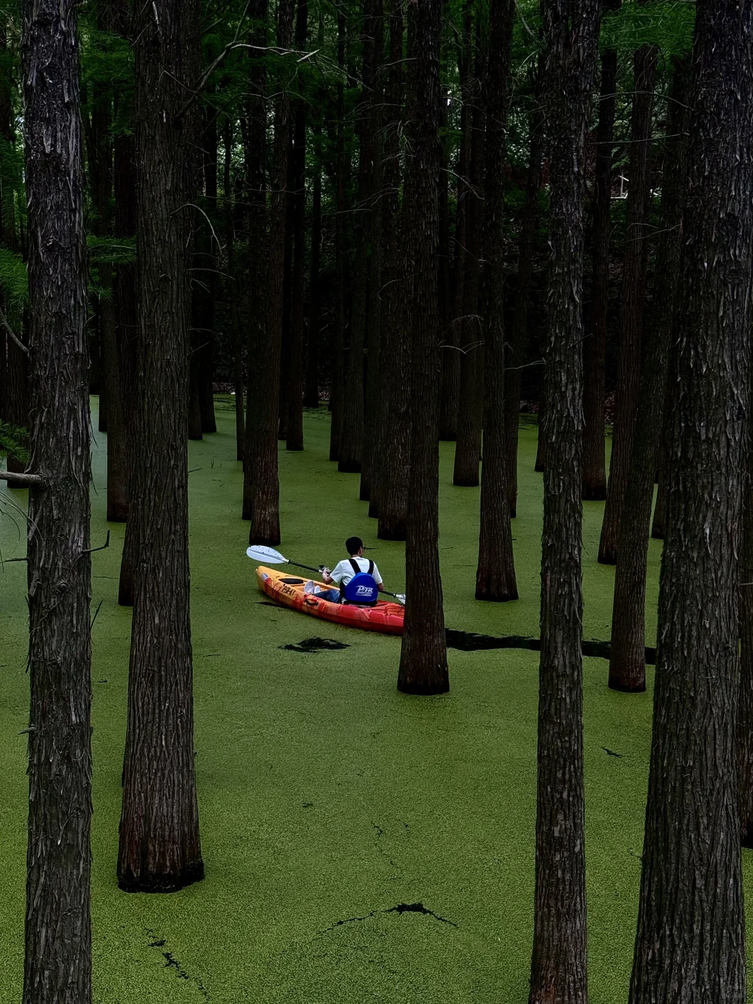 杭州青山湖真的绿啦🍃（附攻略）