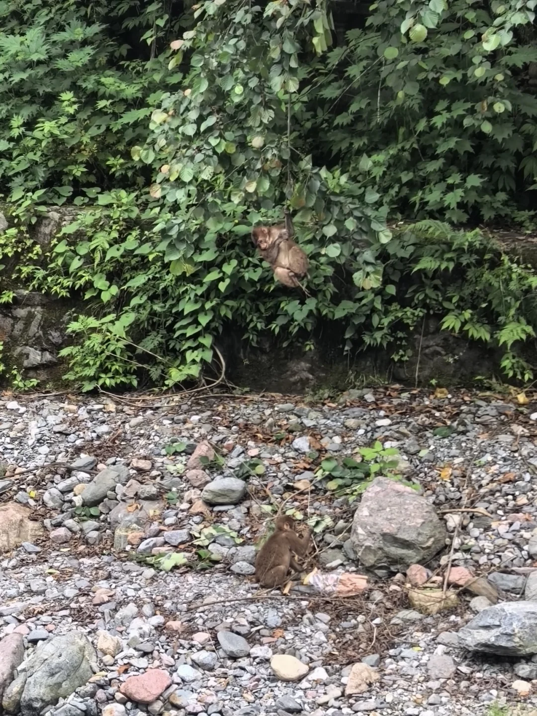 大邑大飞水亲子游—风中摇曳的百合花