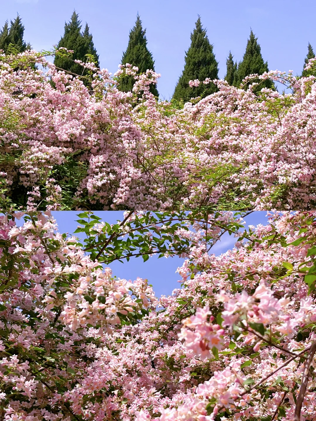 邯郸 | 赵苑公园里的海棠花开了