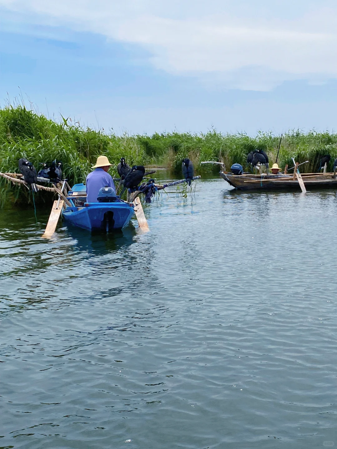 🌾【白洋淀|躲进北国的水乡诗笺里】🌤️