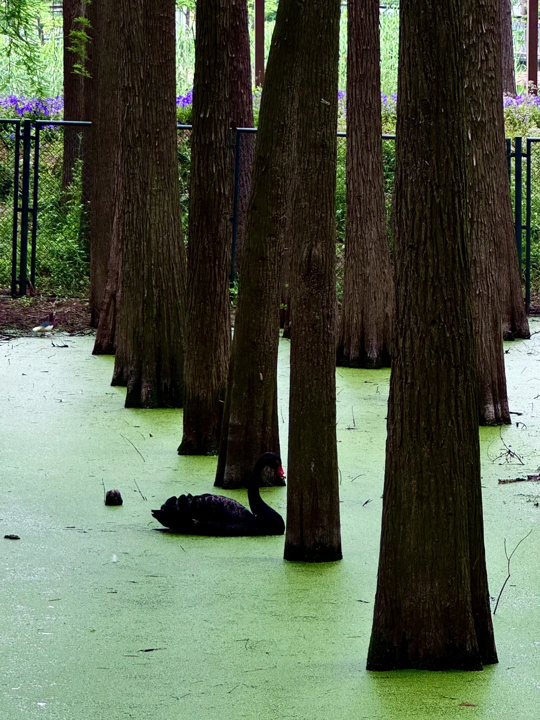 杭州青山湖真的绿啦🍃（附攻略）