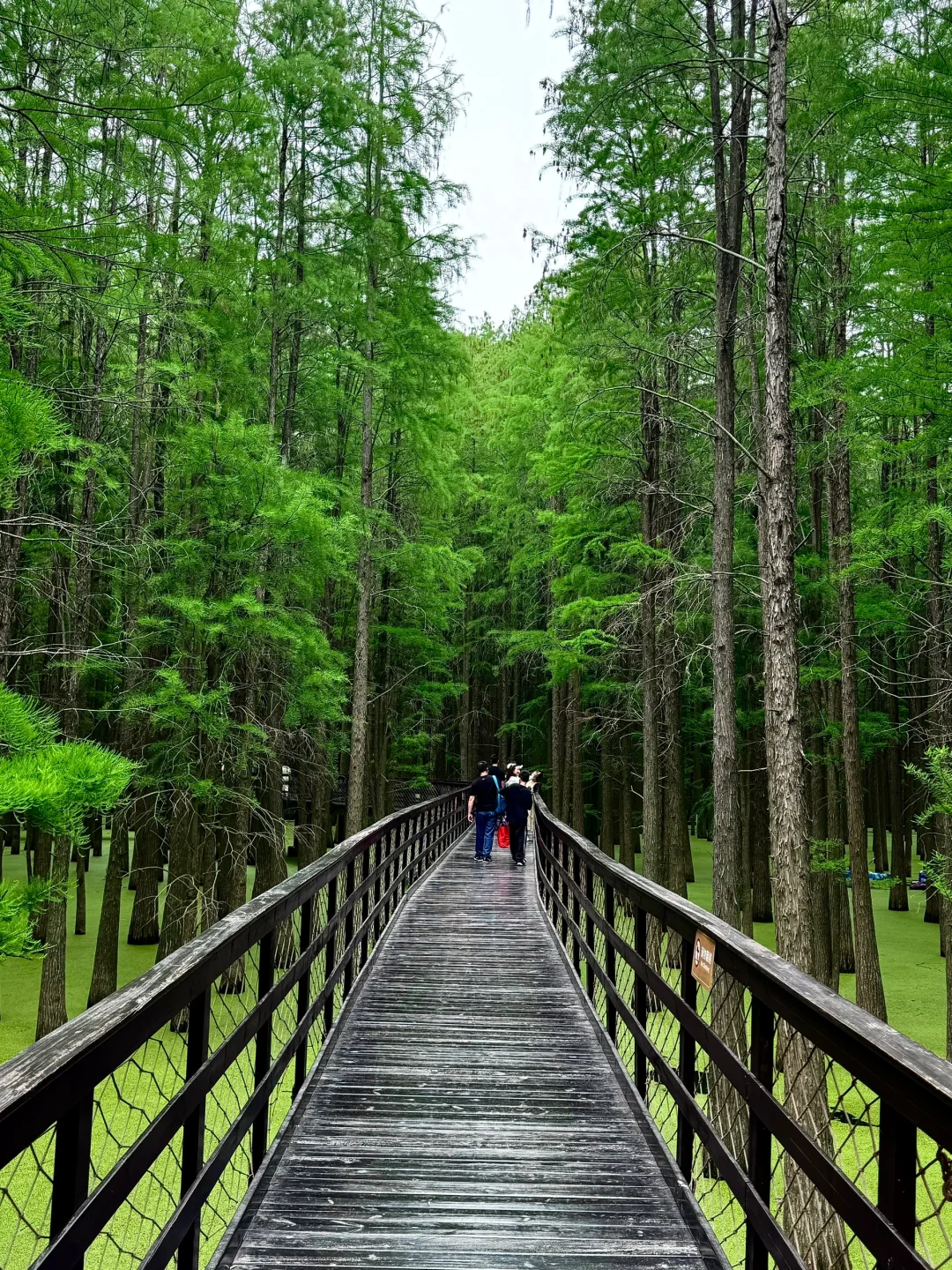 杭州青山湖真的绿啦🍃（附攻略）