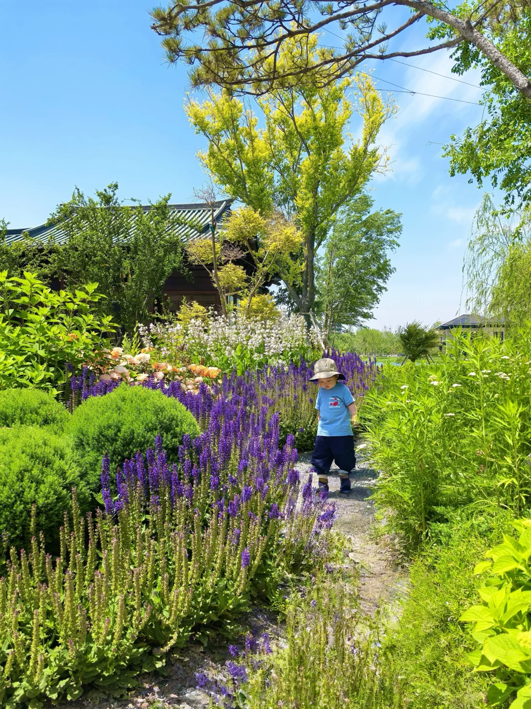 北京🚗1h|雄安白洋淀2天1夜免费景点全攻略