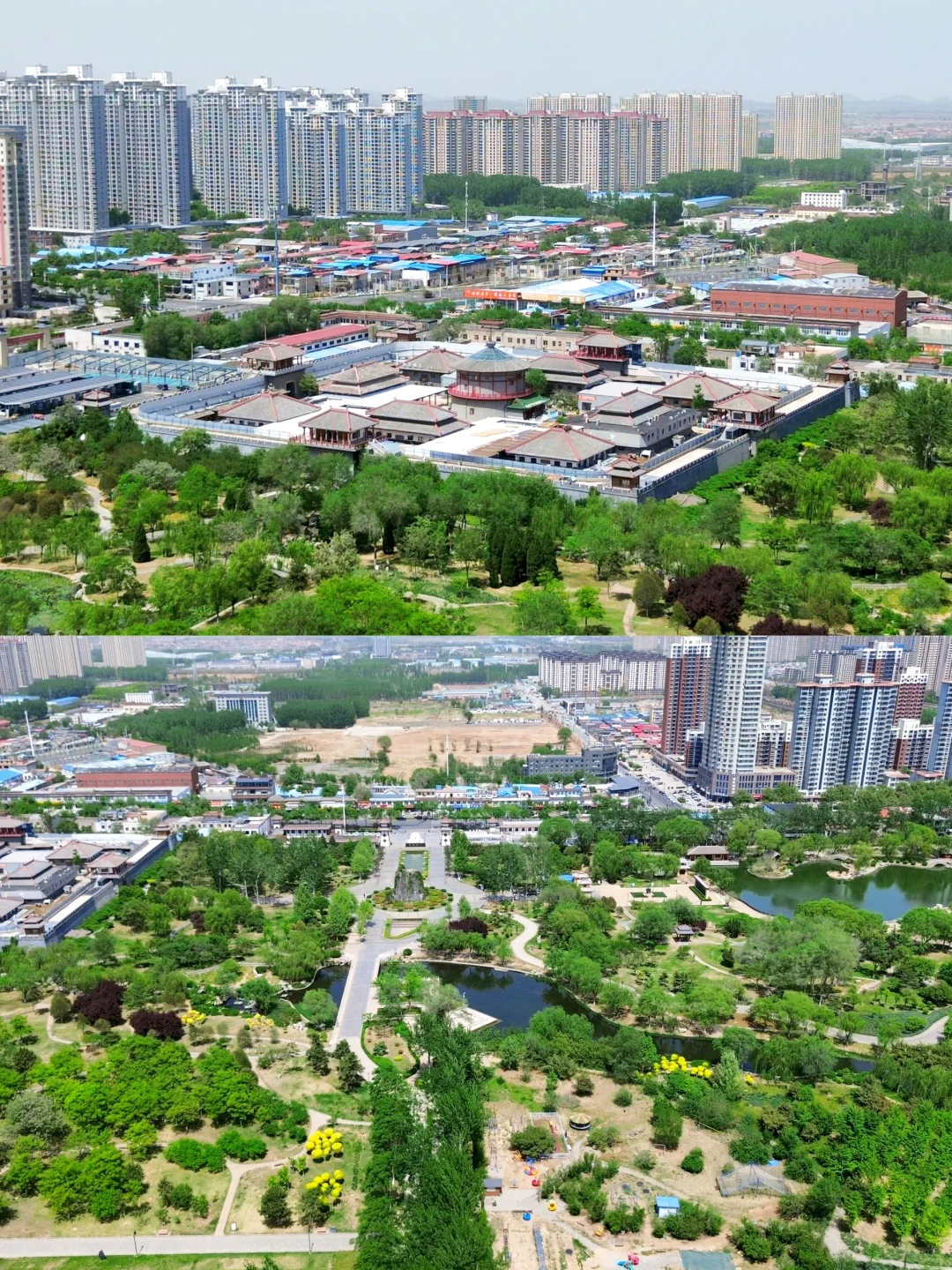 邯郸 | 赵苑公园里的海棠花开了