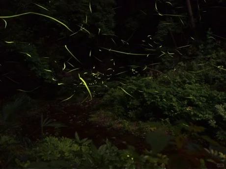 【6月6日·13日】东京免费赏萤圣地推荐