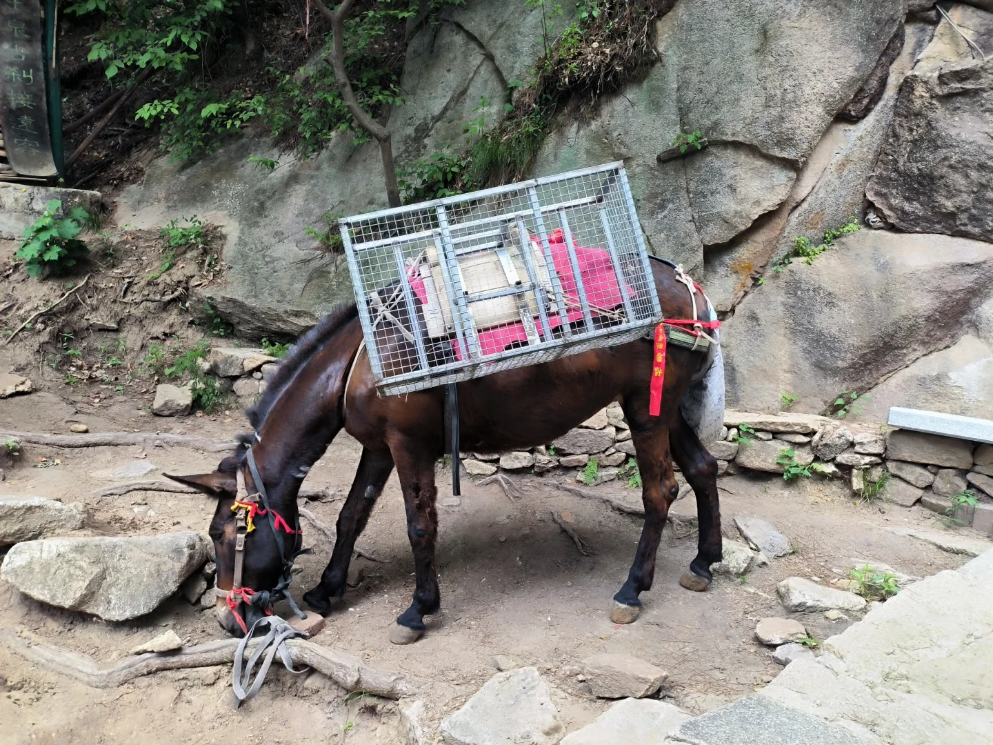 六一儿童节快乐，奖励自己一座山😃😃