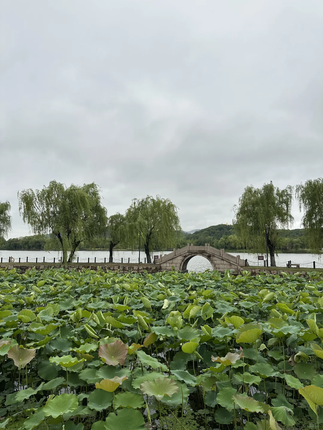 快看，石湖荷叶开啦🍃