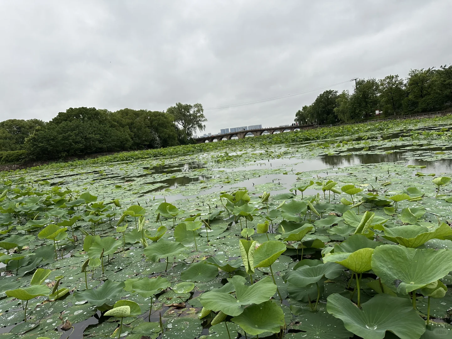 快看，石湖荷叶开啦🍃