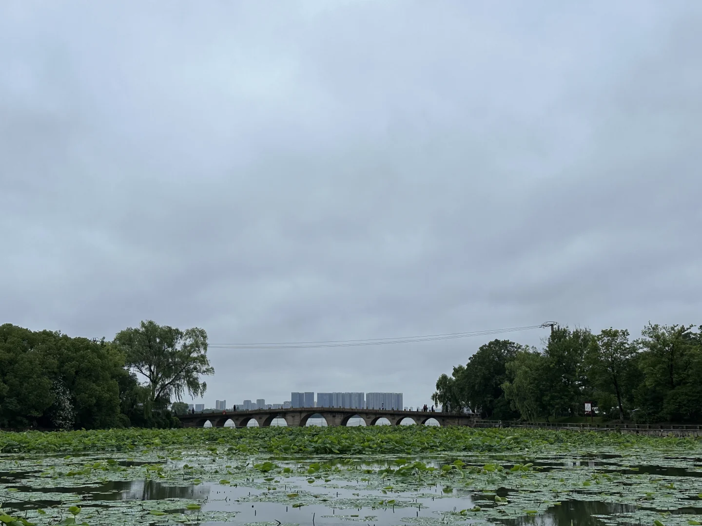 快看，石湖荷叶开啦🍃