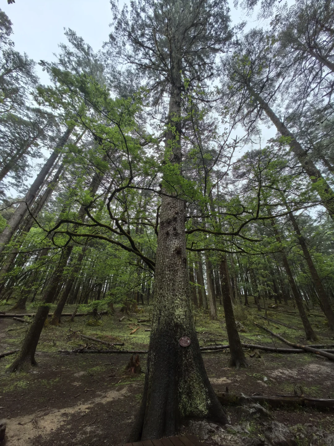 云南旅游攻略巨详细j人版