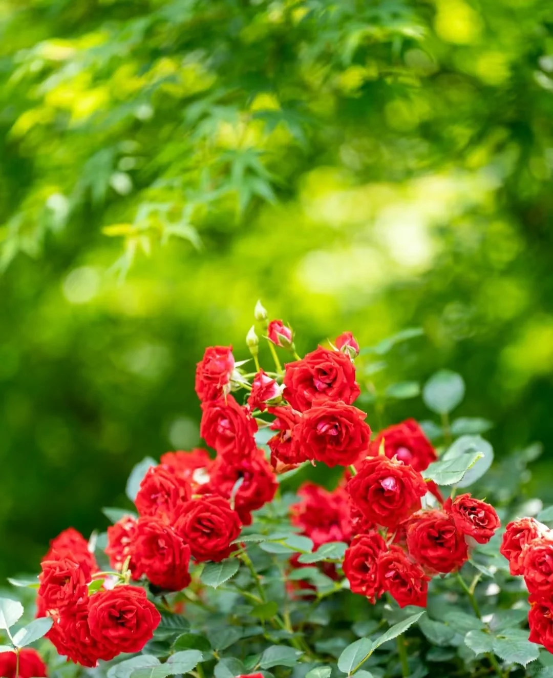 仿佛人间仙境,简直太美了