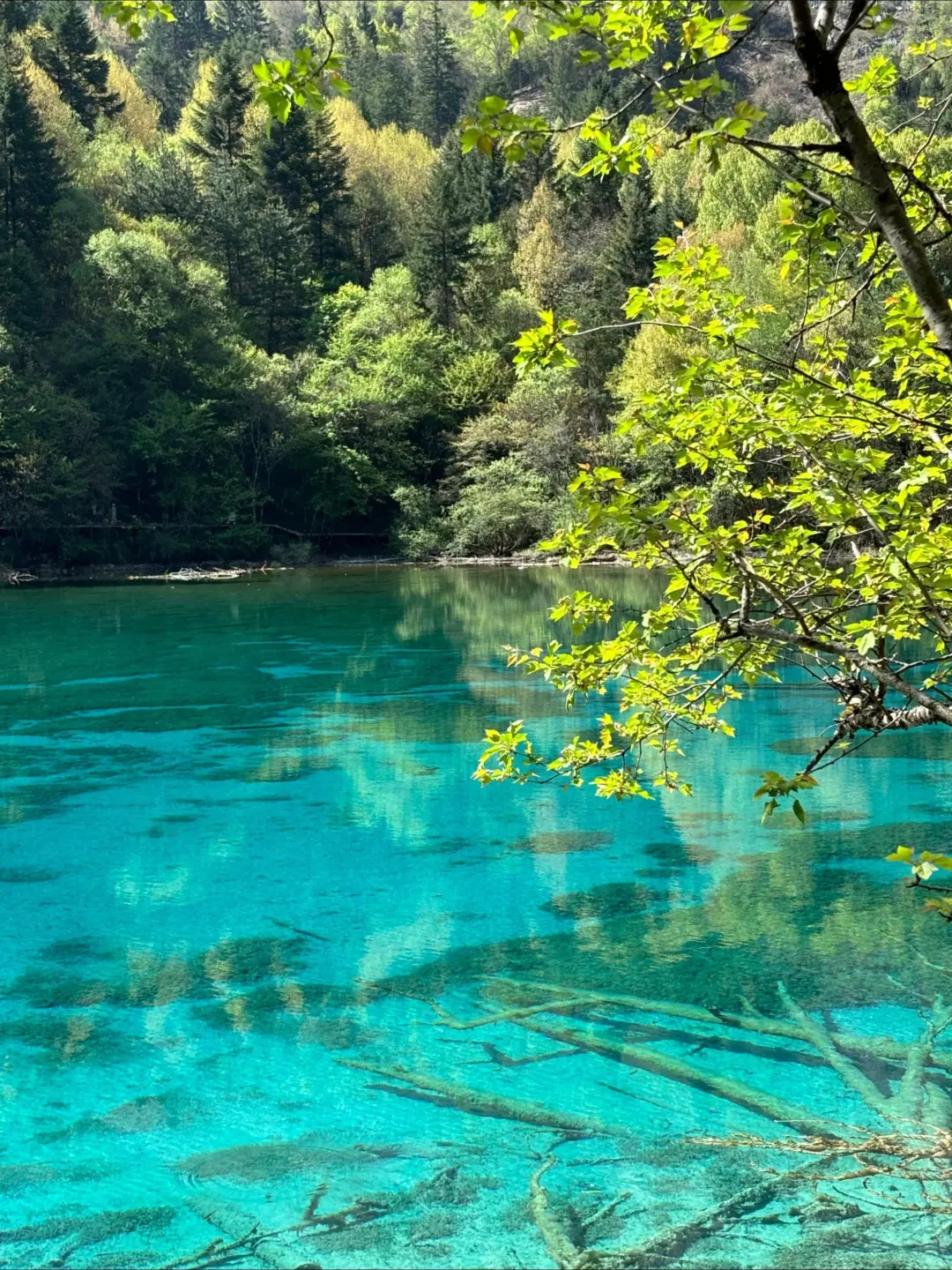 6.2📍九寨沟崩溃已回😭，来听我说实话