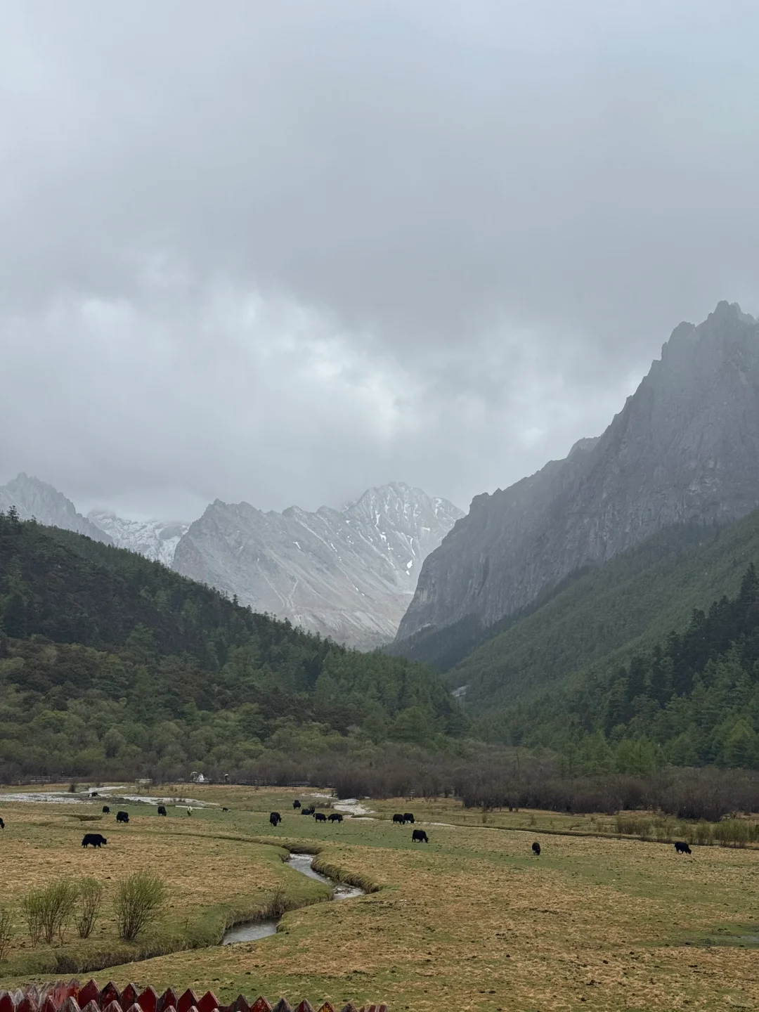 🌧️ 雨雾中的稻城亚丁，贡嘎措已是绝美！