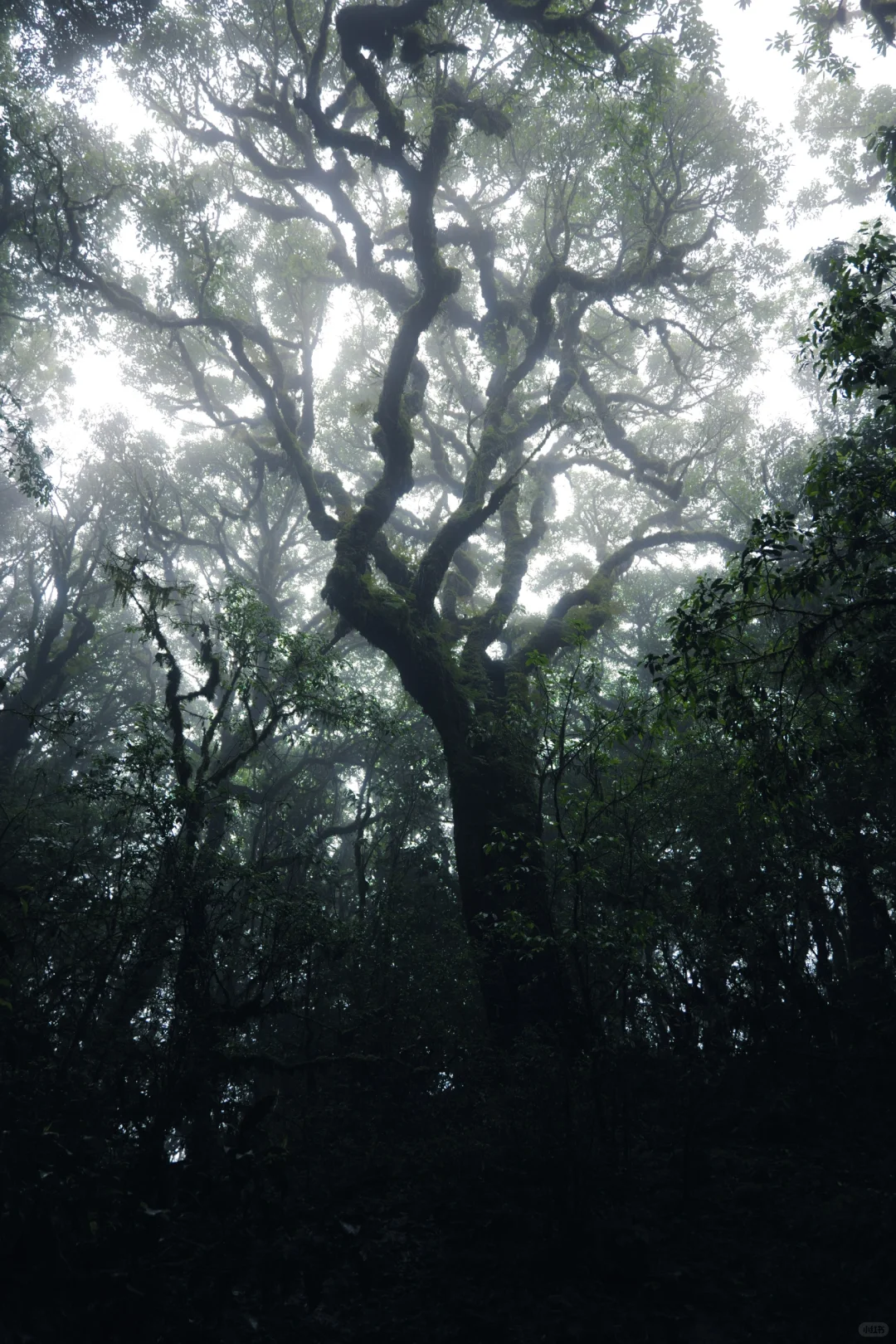 滇西南第一天,终于来到传说中的哀牢山